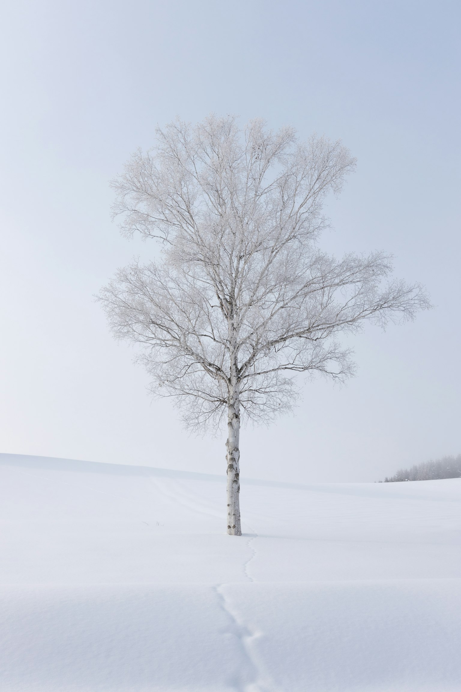 Un albero bianco solitario in un paesaggio innevato
