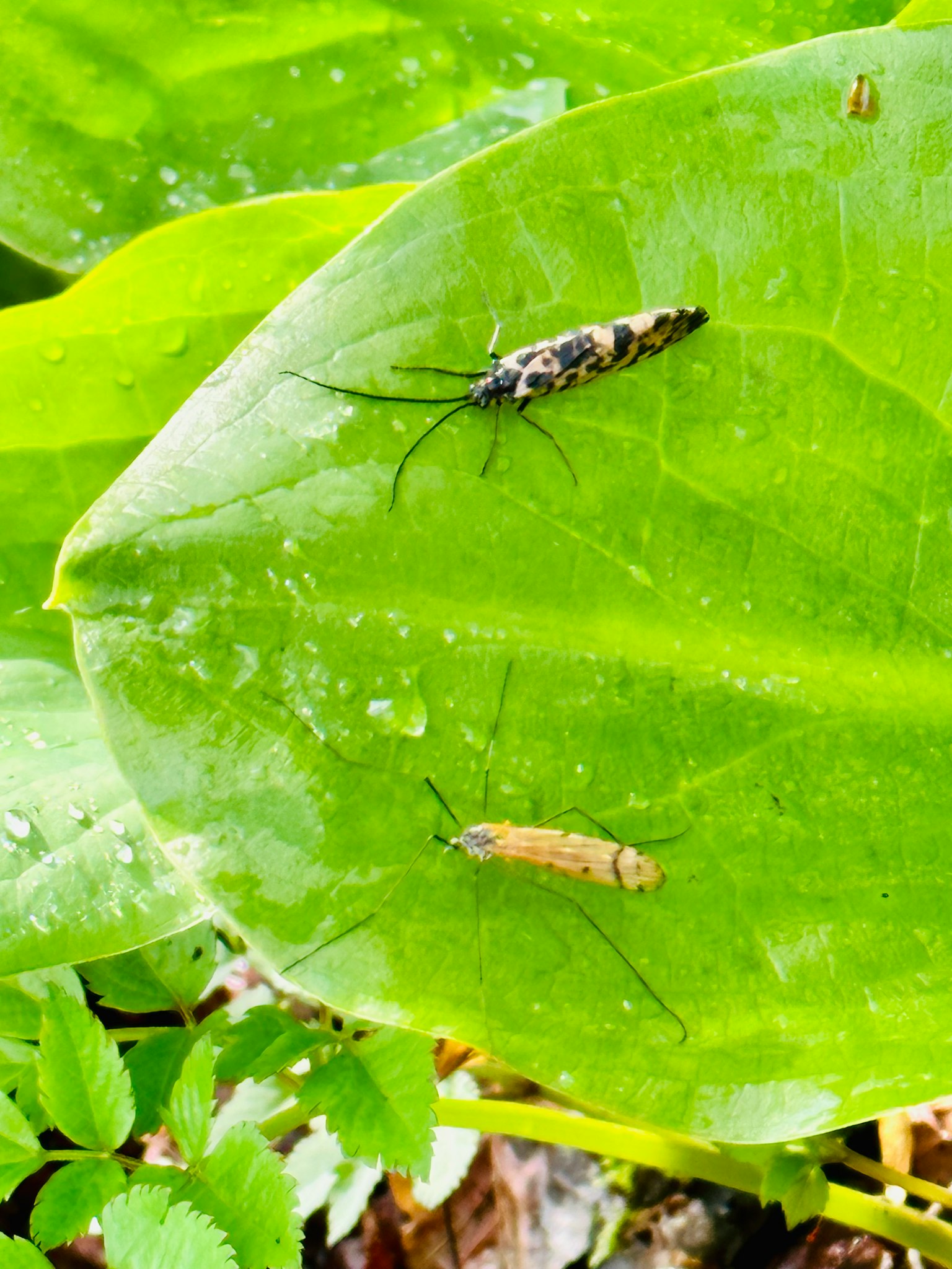 Zwei Insekten auf einem grünen Blatt eines mit schwarz-weißen Mustern das andere braun