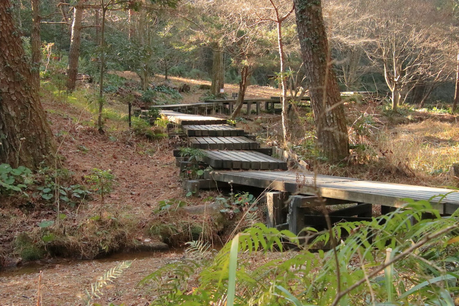 Wooden pathway surrounded by nature in a serene forest setting