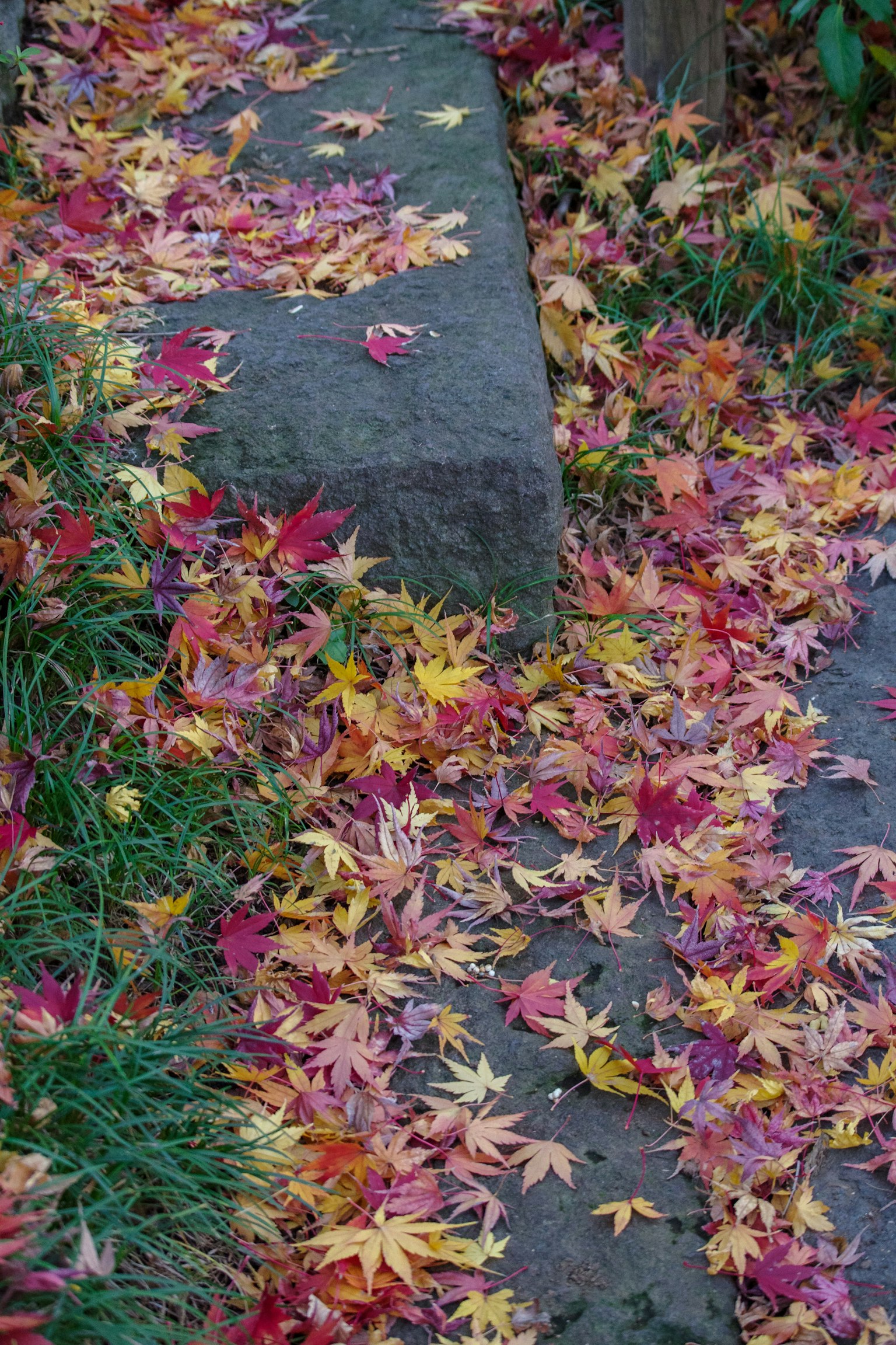 Hojas de otoño coloridas esparcidas a lo largo de un camino de piedra