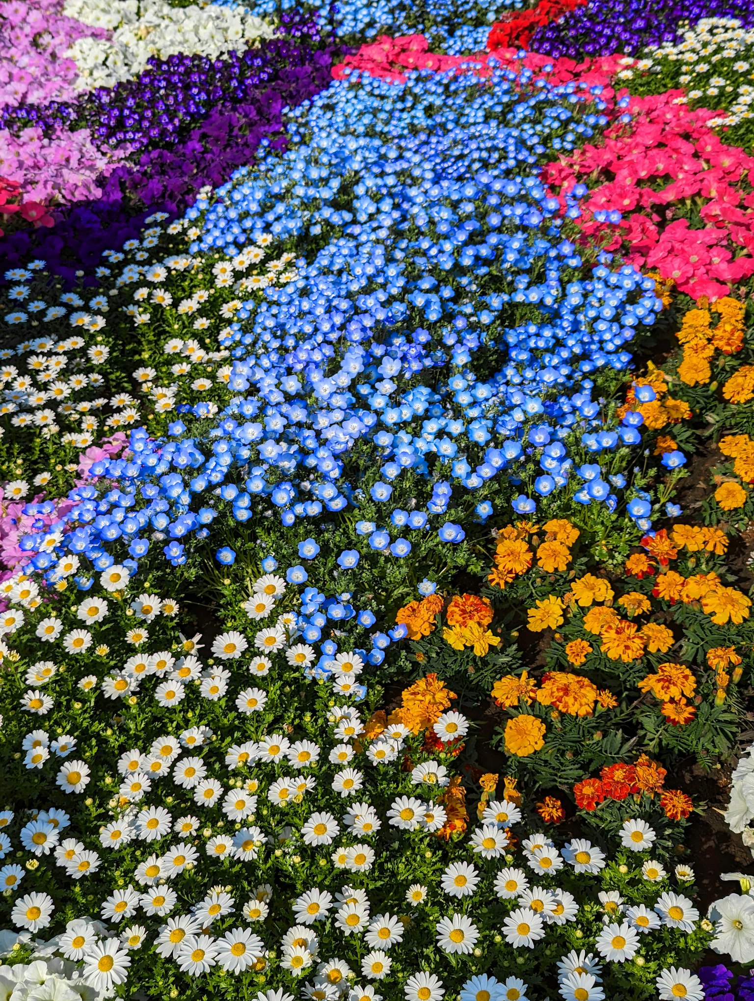 Gros plan sur un jardin de fleurs vibrant avec diverses fleurs colorées