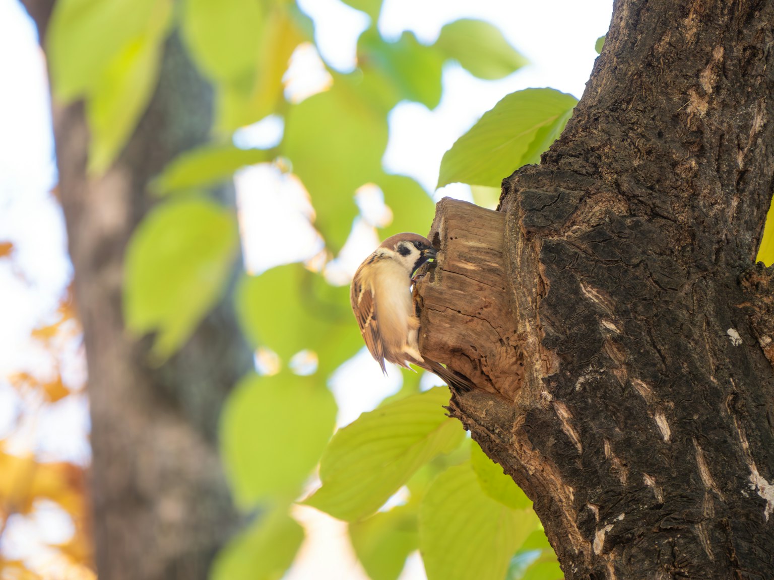 Un petit oiseau regardant par un trou d'arbre entouré de feuilles vertes