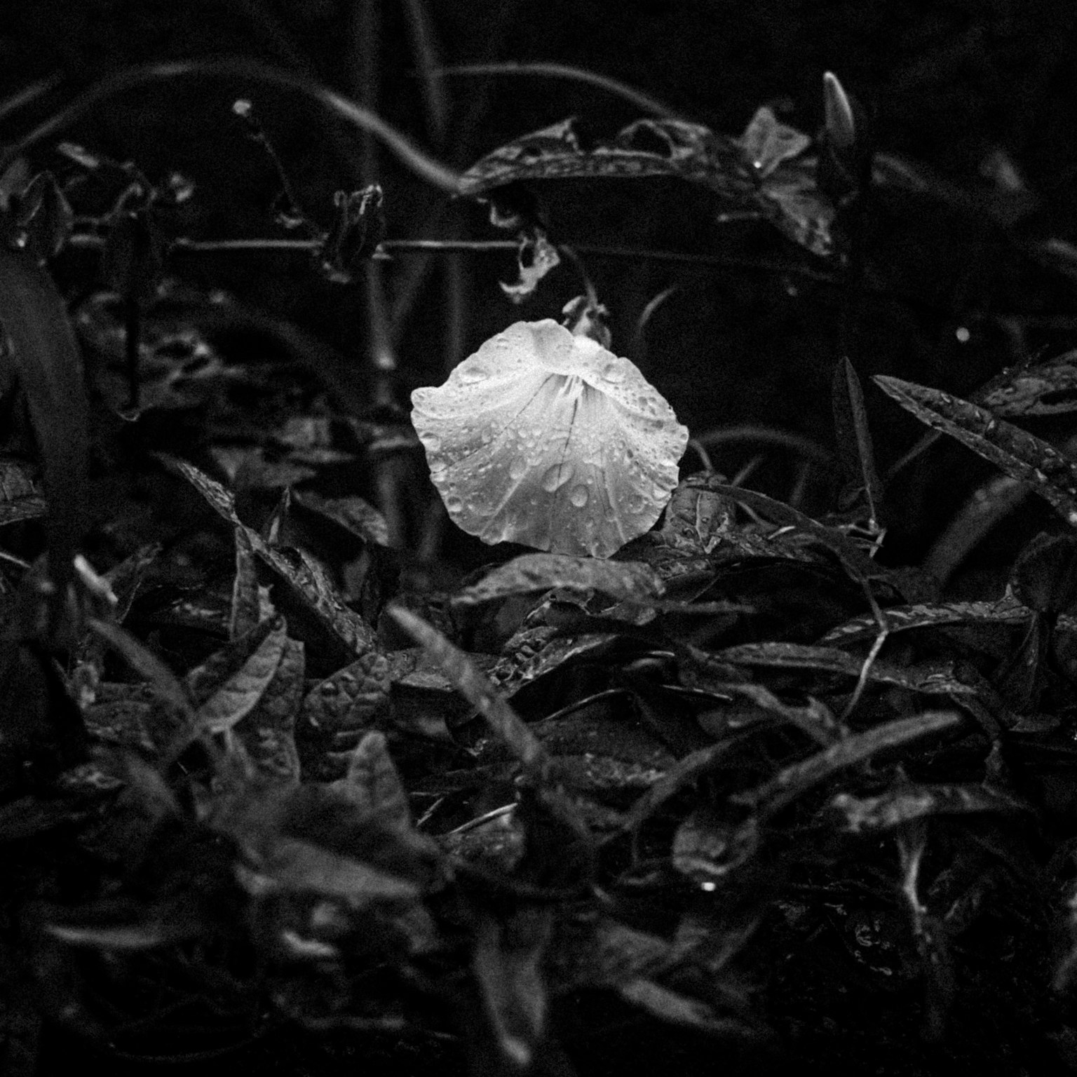 A white flower blooming among green leaves in a black and white photo