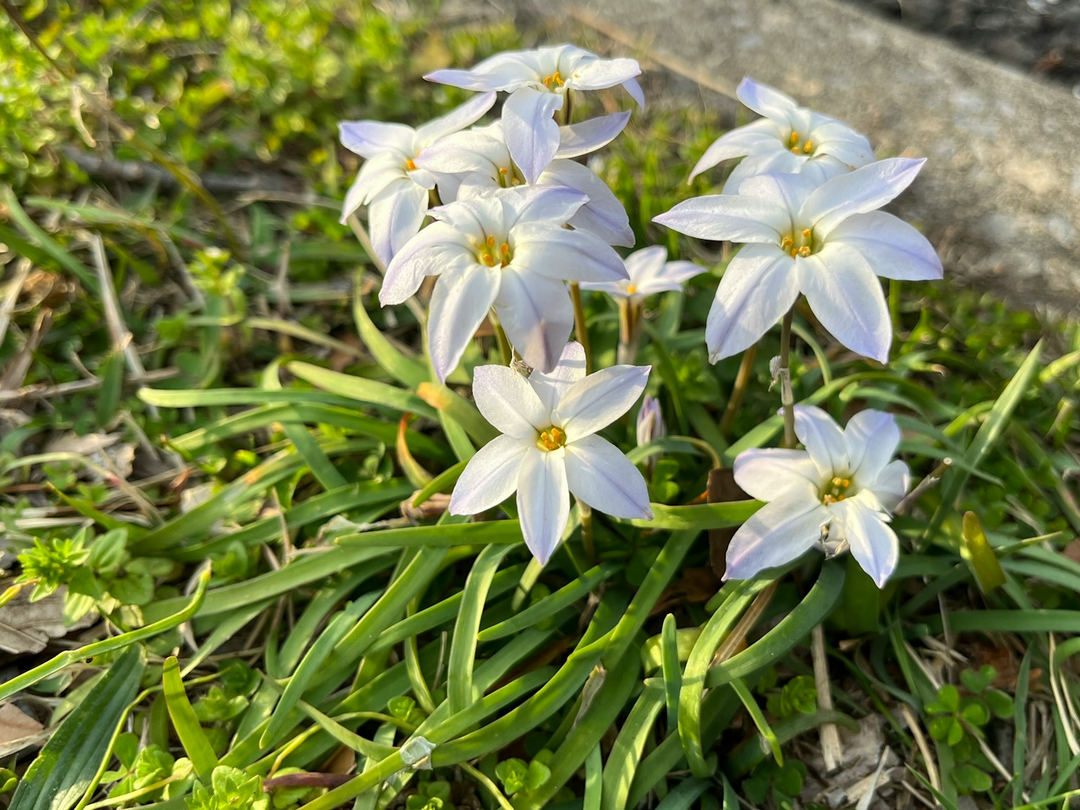 Groupe de petites fleurs blanches entourées d'herbe verte