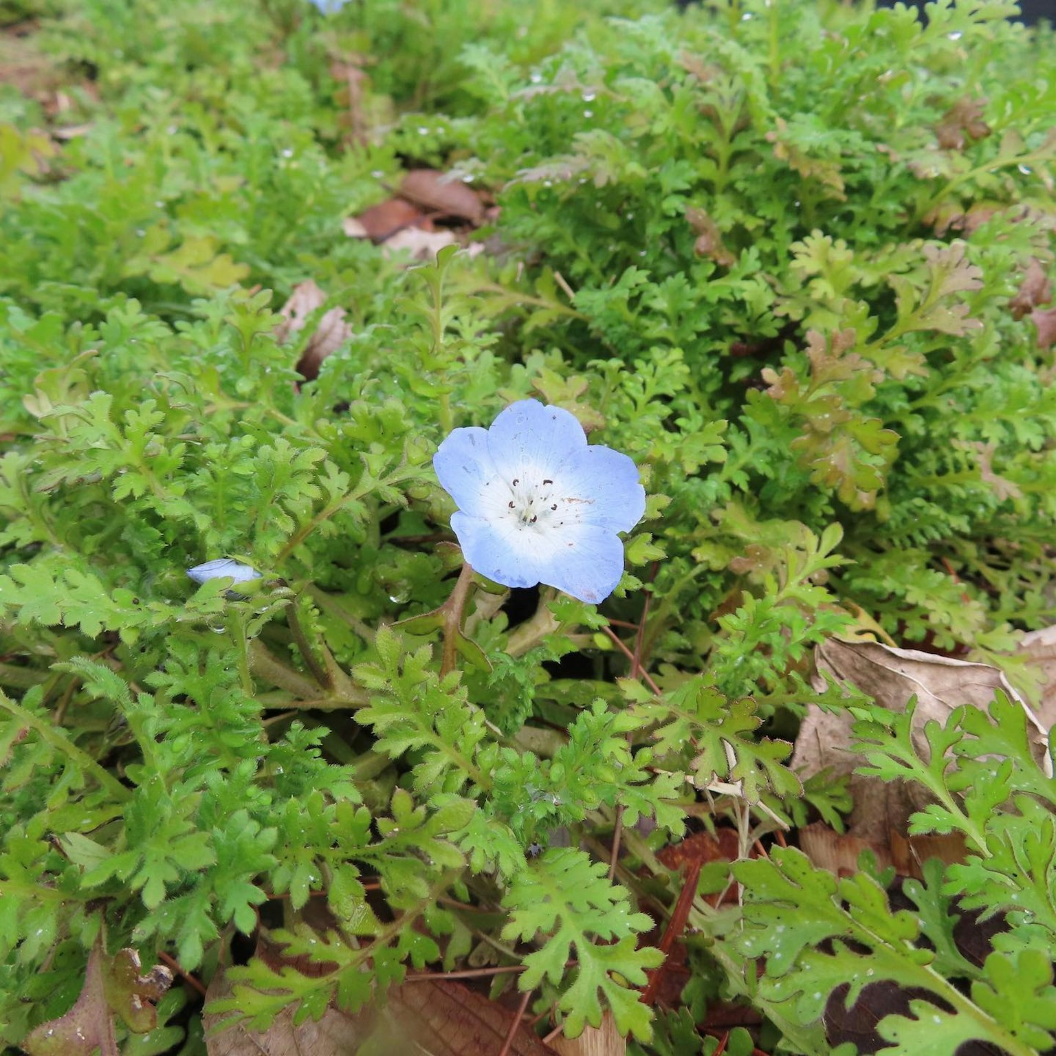 A delicate blue flower surrounded by lush green foliage