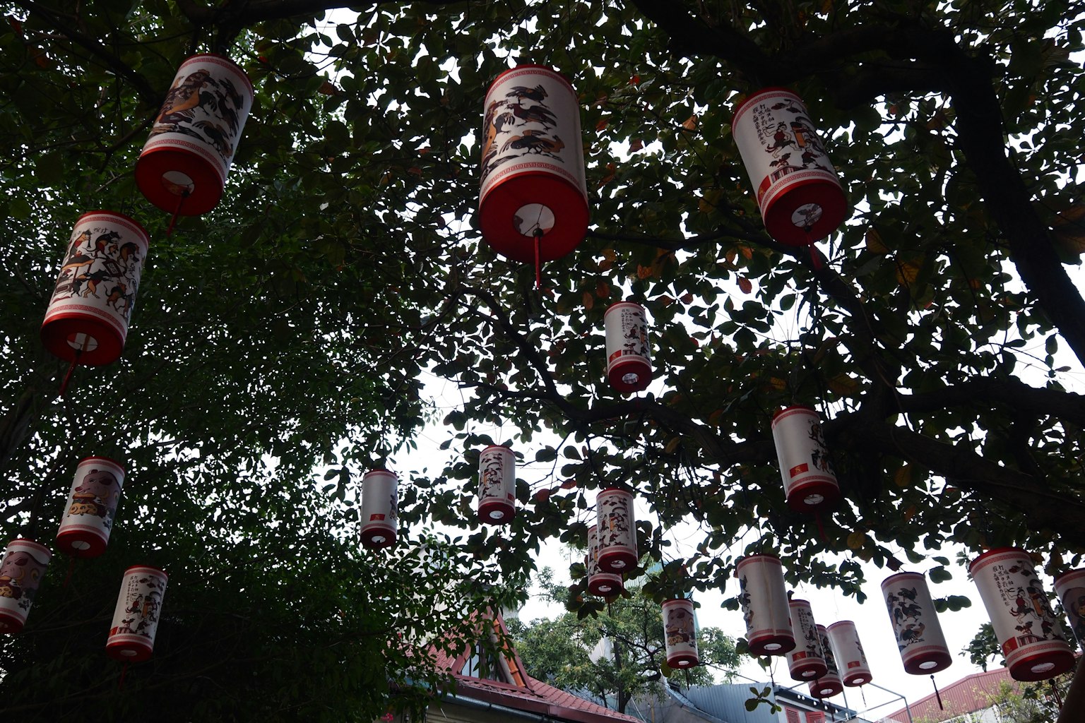 Una vista de faroles rojos tradicionales colgando entre los árboles