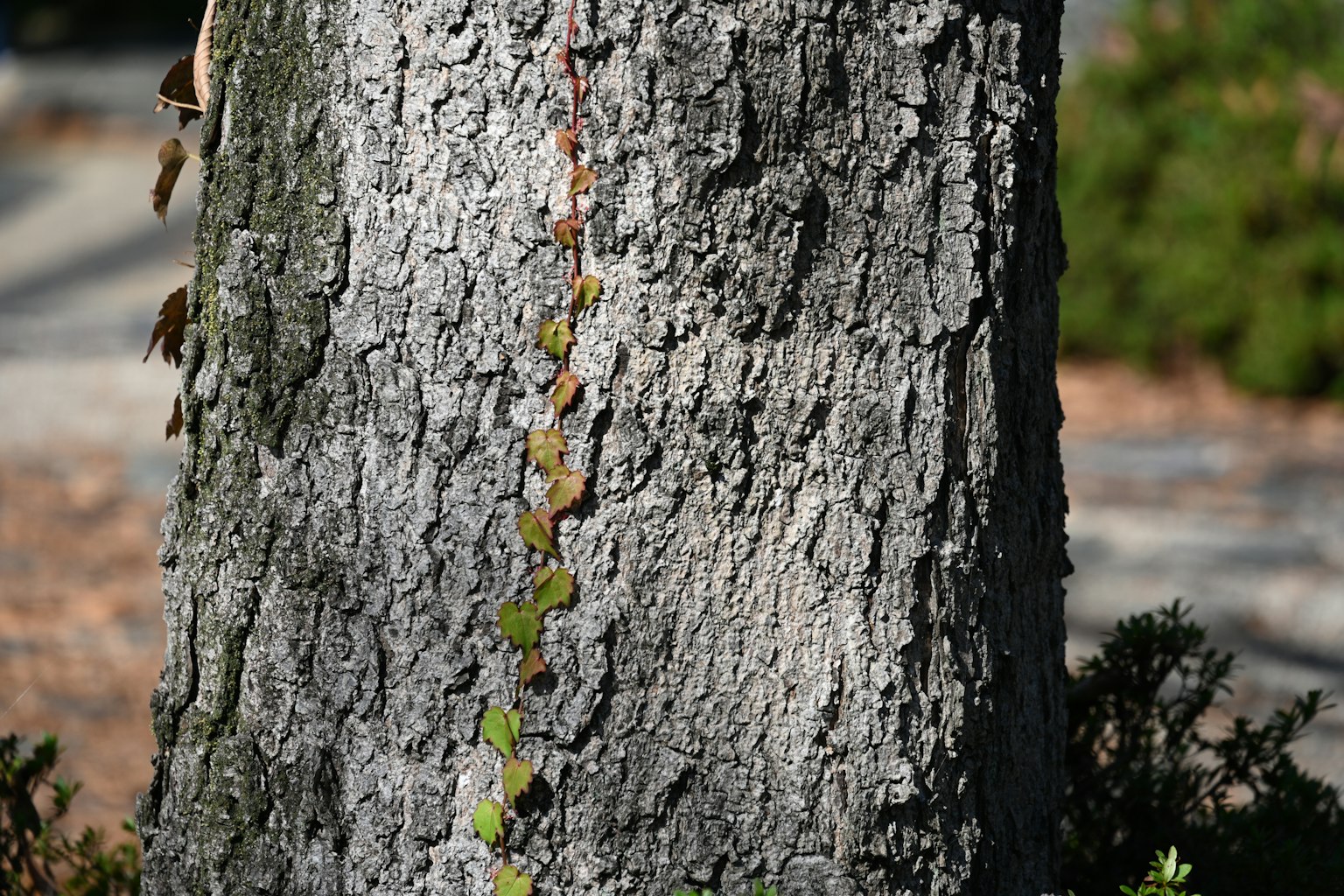 Pianta rampicante verde che cresce lungo un tronco d'albero