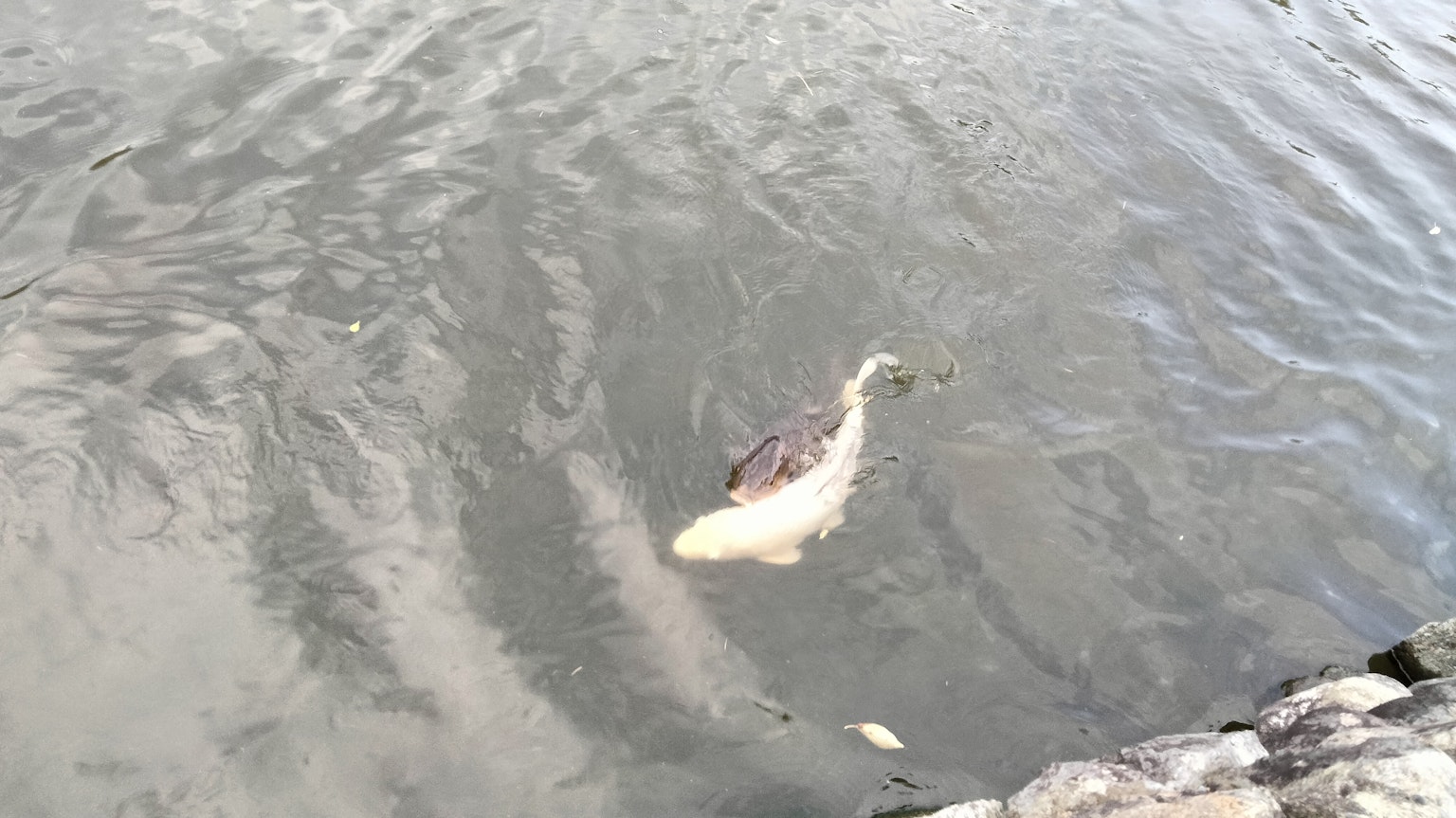 Un poisson koi nageant à la surface de l'eau