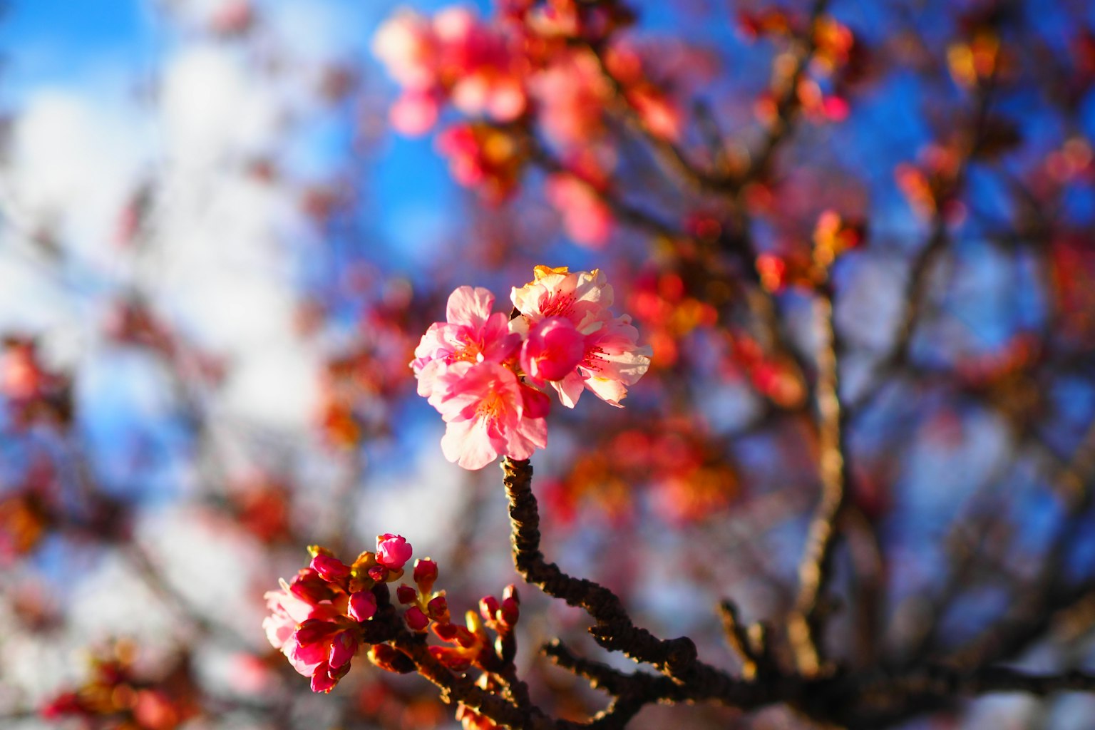 Fiori di ciliegio rosa che sbocciano sotto un cielo blu