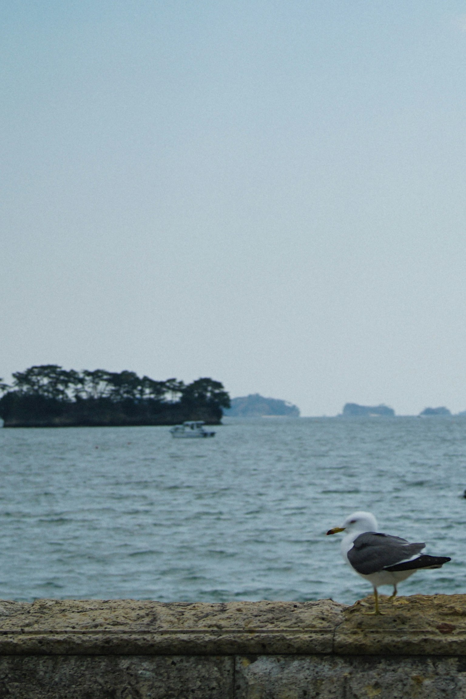Burung camar di tepi laut dengan pulau-pulau jauh