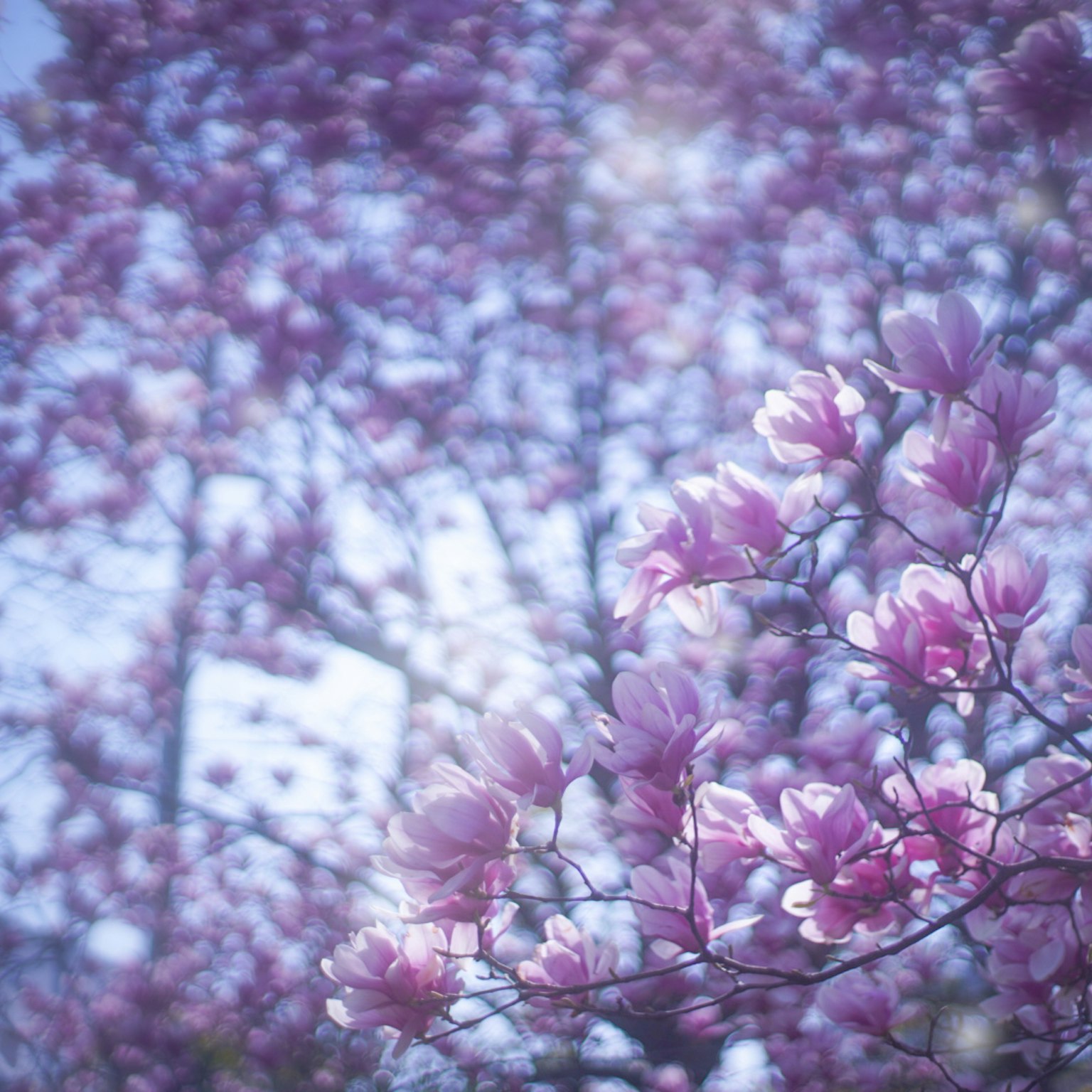 Branches of soft pink flowers with a blurred background of blossoms