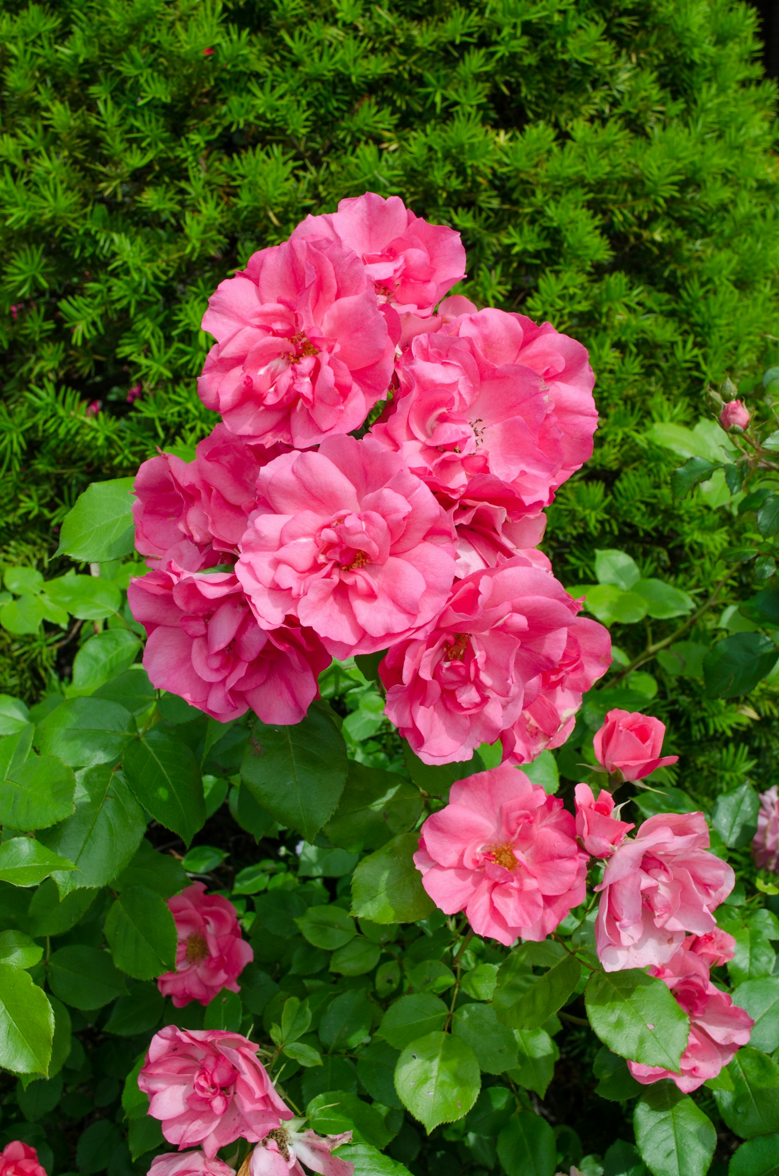 Primer plano de flores rosas en flor rodeadas de hojas verdes colores vibrantes