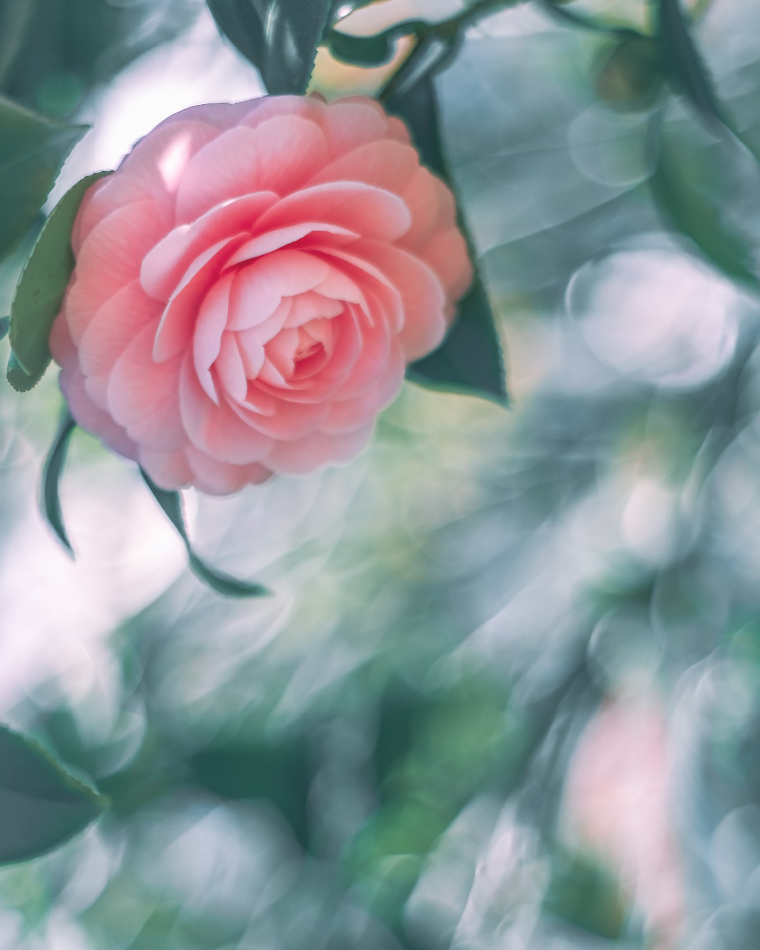 Una flor de camelia rosa suave rodeada de hojas verdes con un fondo difuminado
