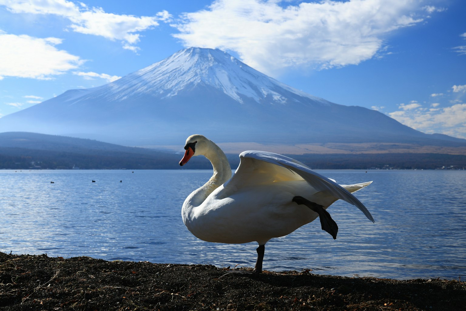 Seekor angsa berdiri di tepi danau dengan Gunung Fuji di latar belakang