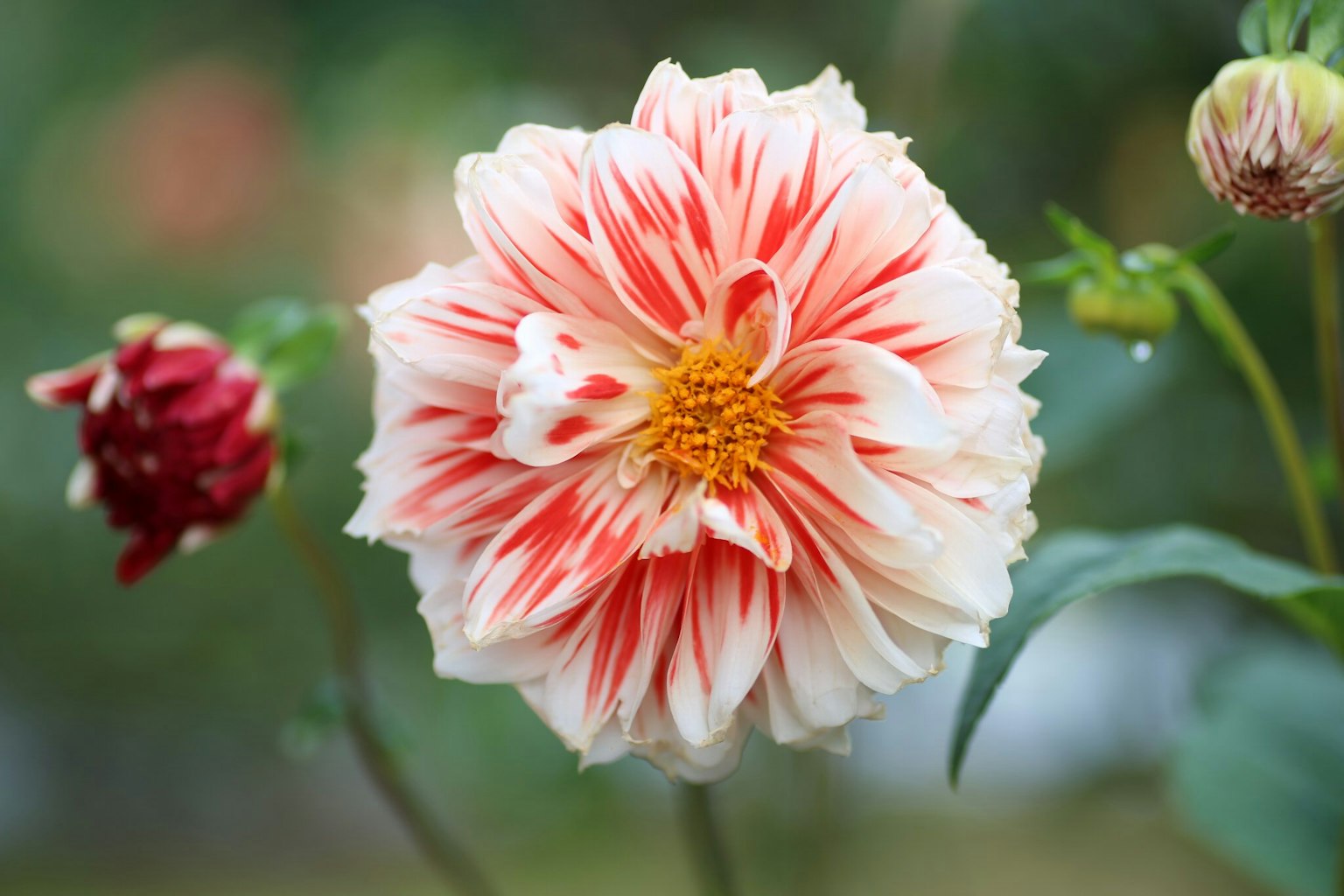 Dahlia flower with red and white stripes against a green background