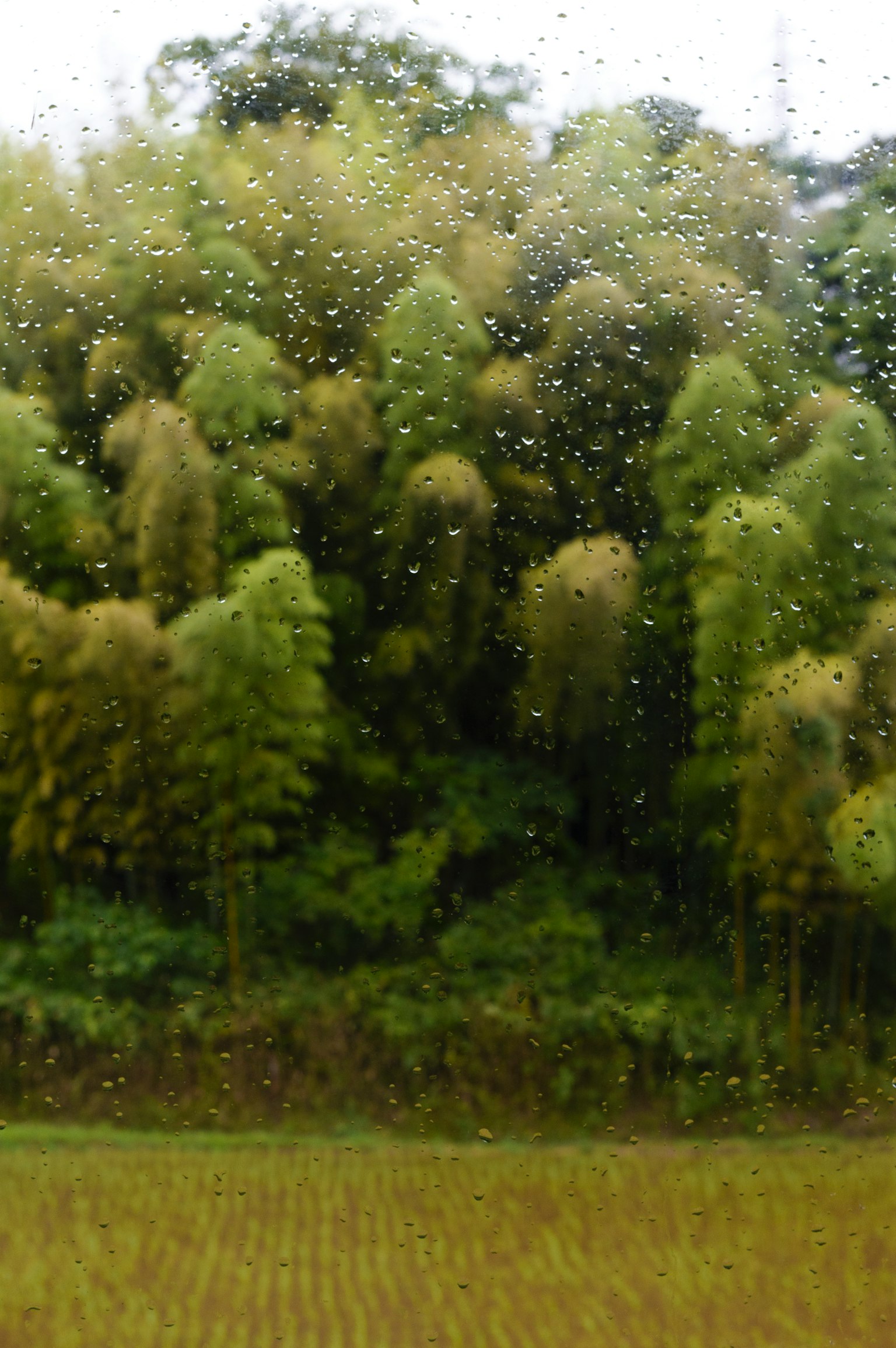 雨水浸泡的竹林与郁郁葱葱的绿叶