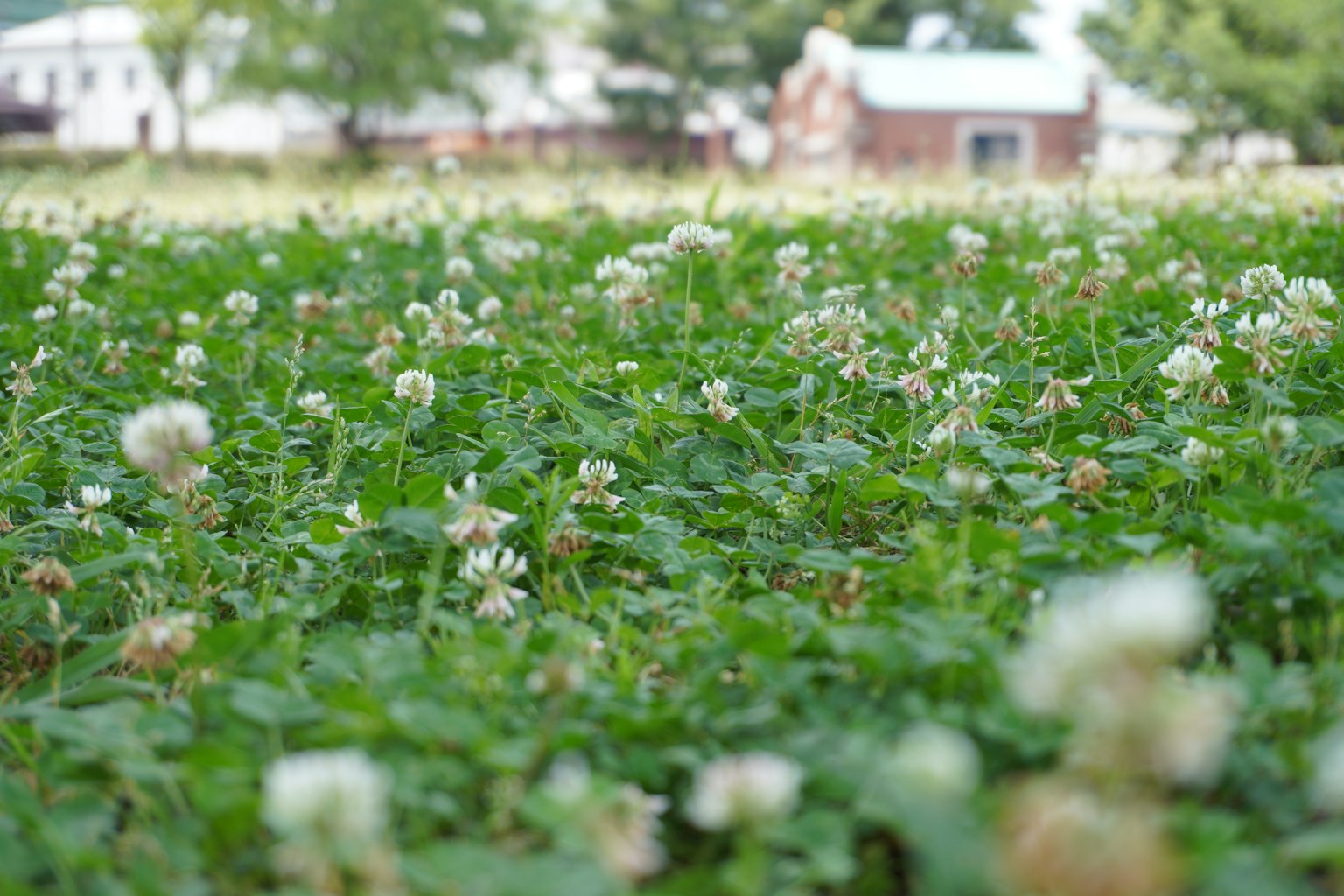 Un campo de trébol verde con flores blancas en flor