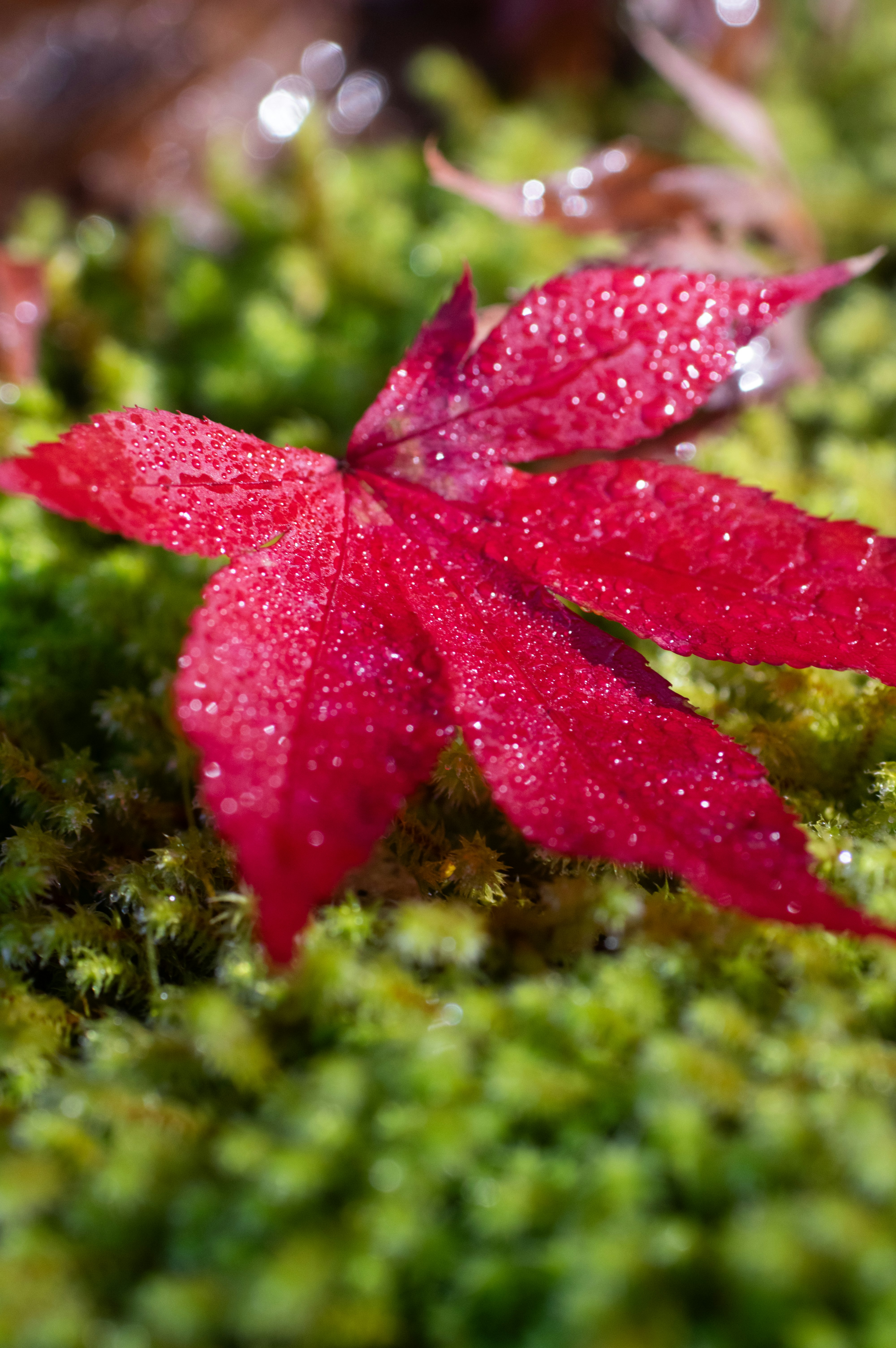 Petali di fiore rosso con gocce d’acqua su muschio