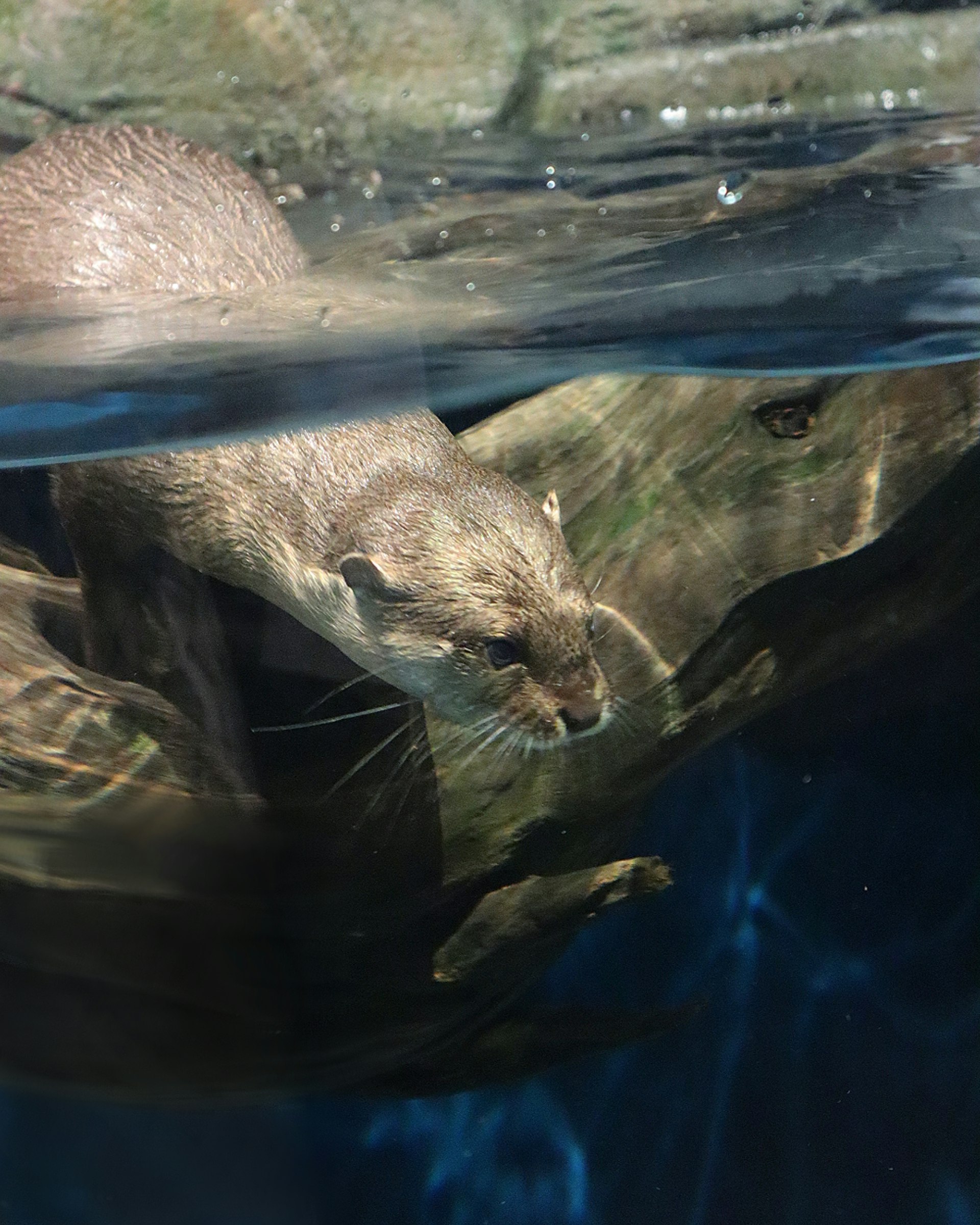 水中で潜るカワウソの顔と手足