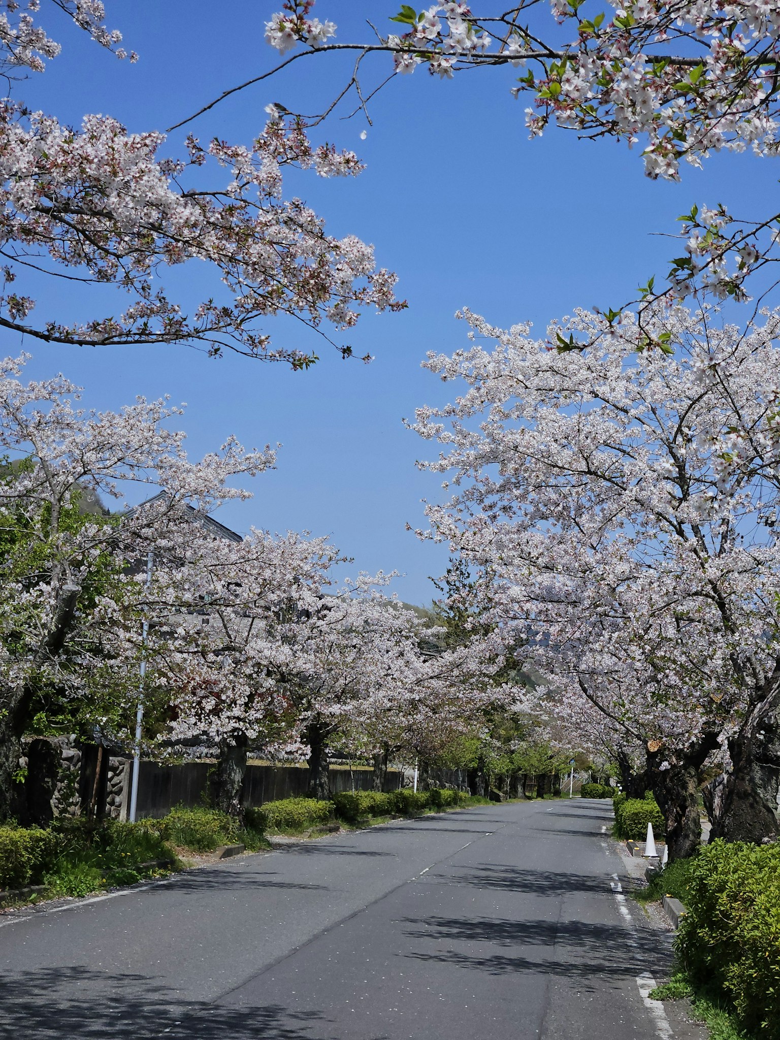 Jalan tenang yang dipenuhi pohon sakura