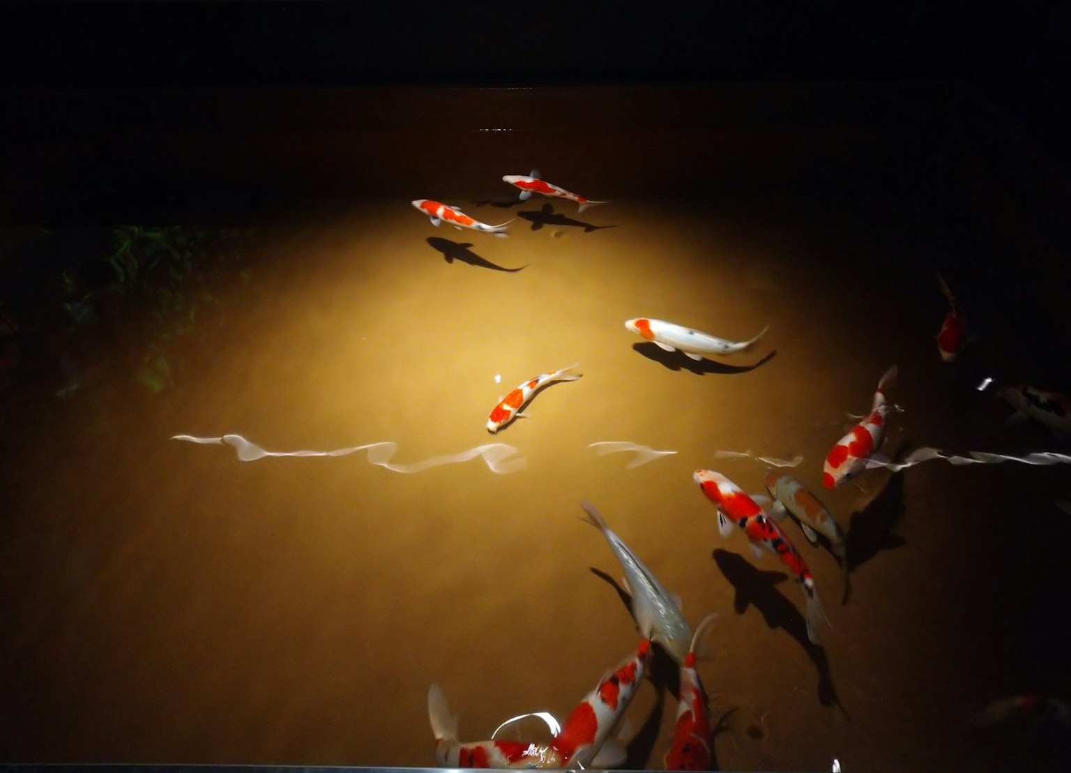 暗い水中で泳ぐ色鮮やかな鯉の群れ