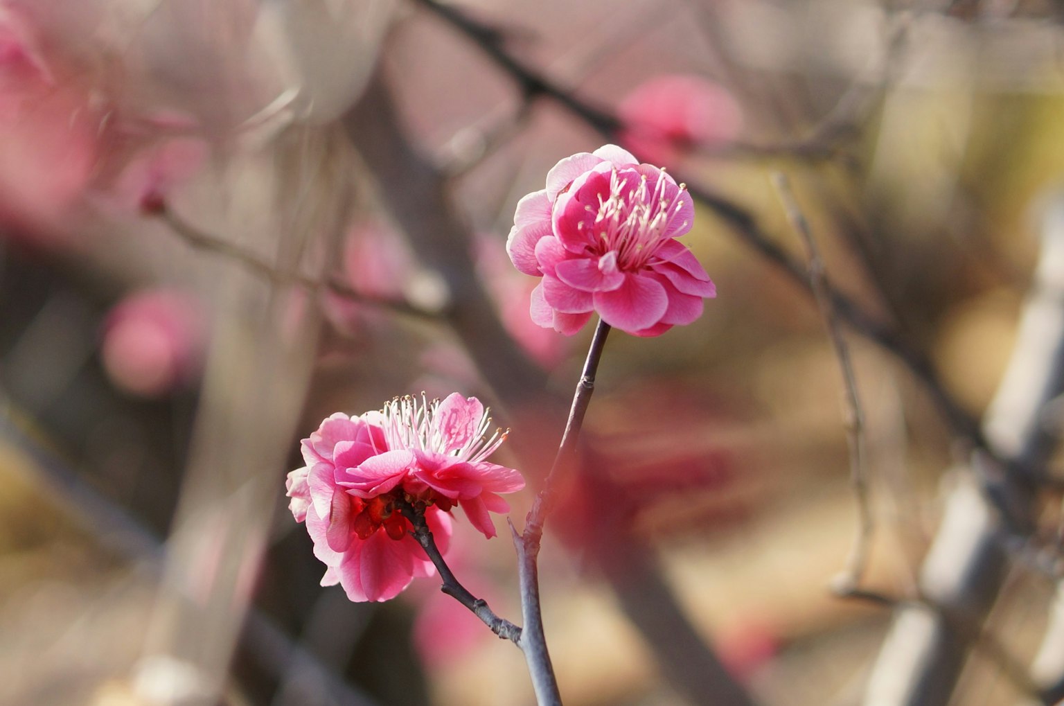 Gros plan de deux fleurs roses en fleurs sur une branche