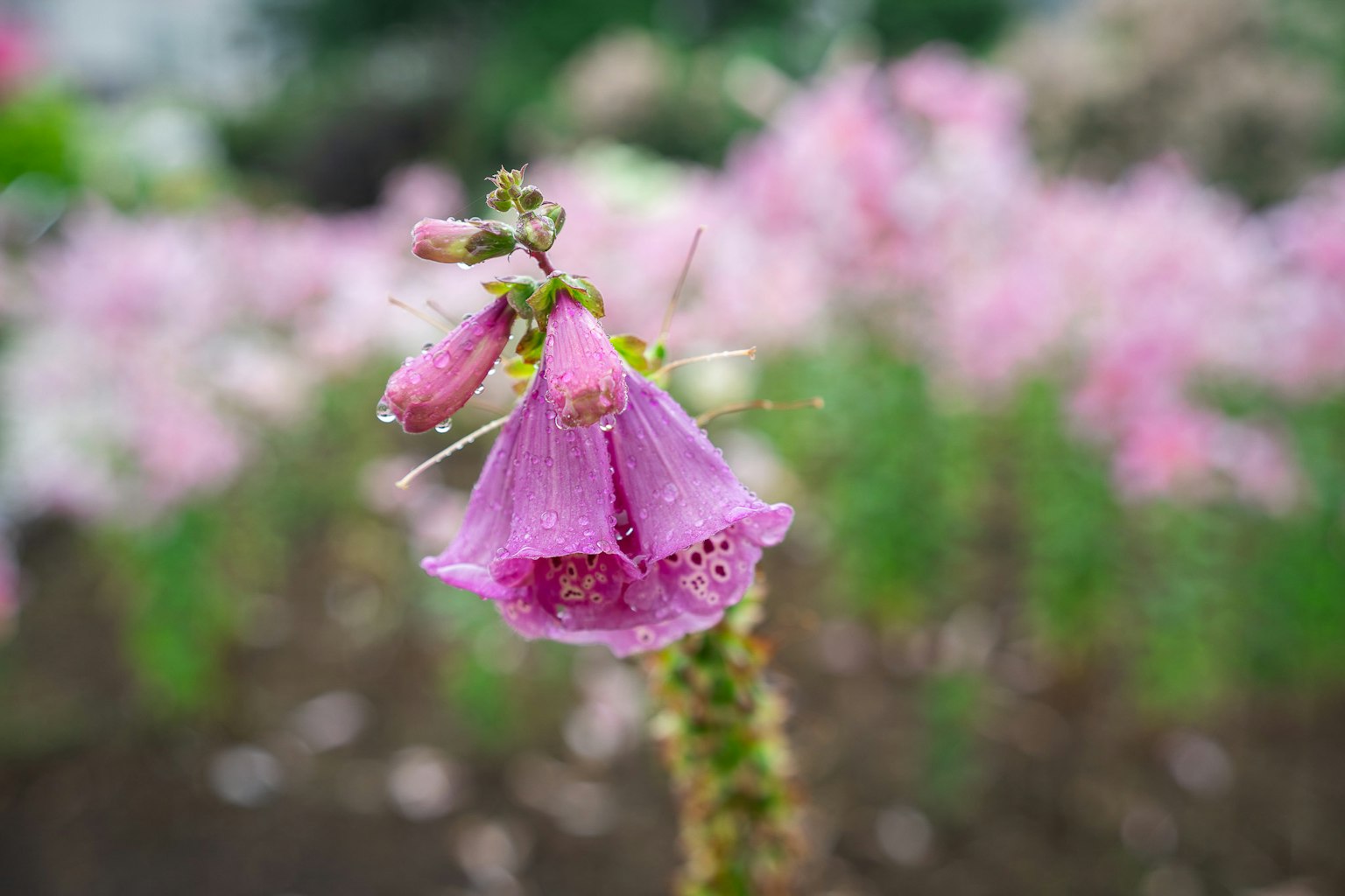 Nahaufnahme einer rosa Blume mit Wassertropfen Unscharfer Hintergrund anderer Blumen
