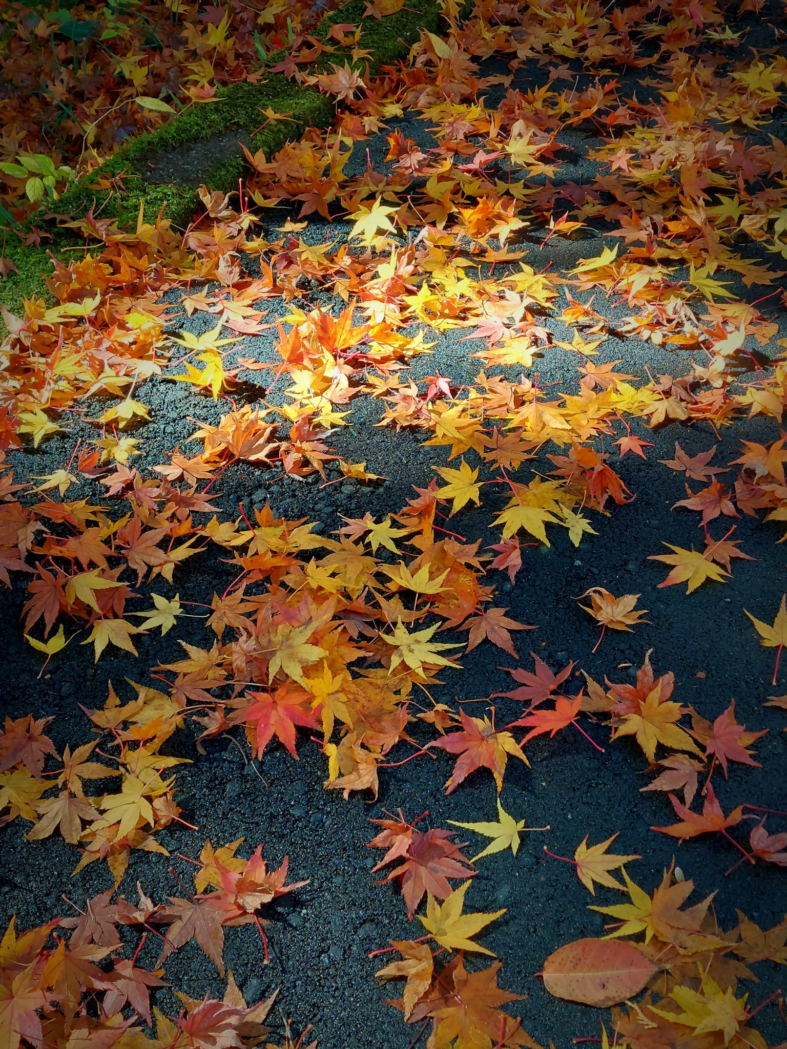 Hojas de otoño coloridas esparcidas por el suelo