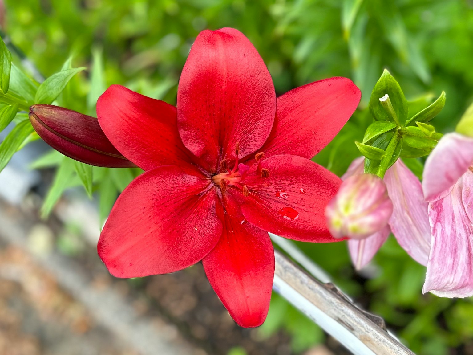 Une fleur de lys rouge vif au centre entourée de feuilles vertes