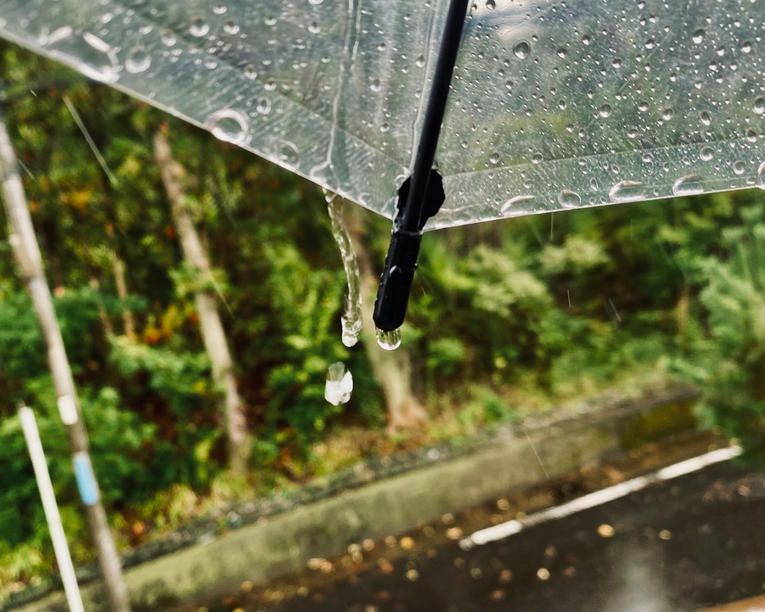 透明雨傘的特寫與雨滴和背景中的綠色樹木