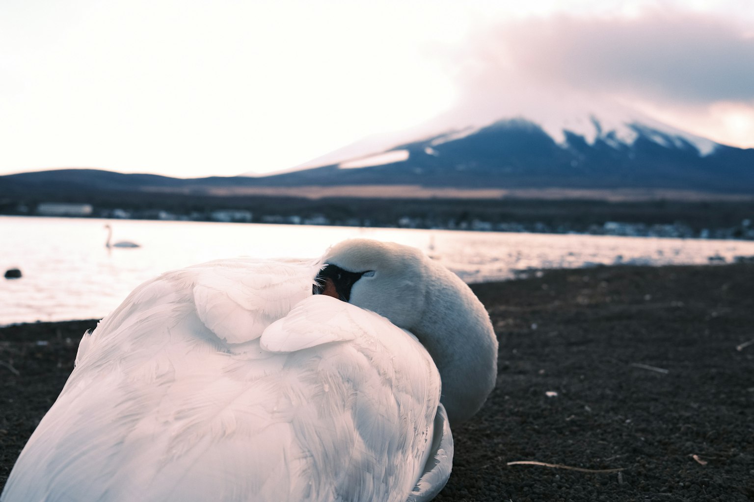 Seekor angsa cantik beristirahat dengan latar belakang Gunung Fuji