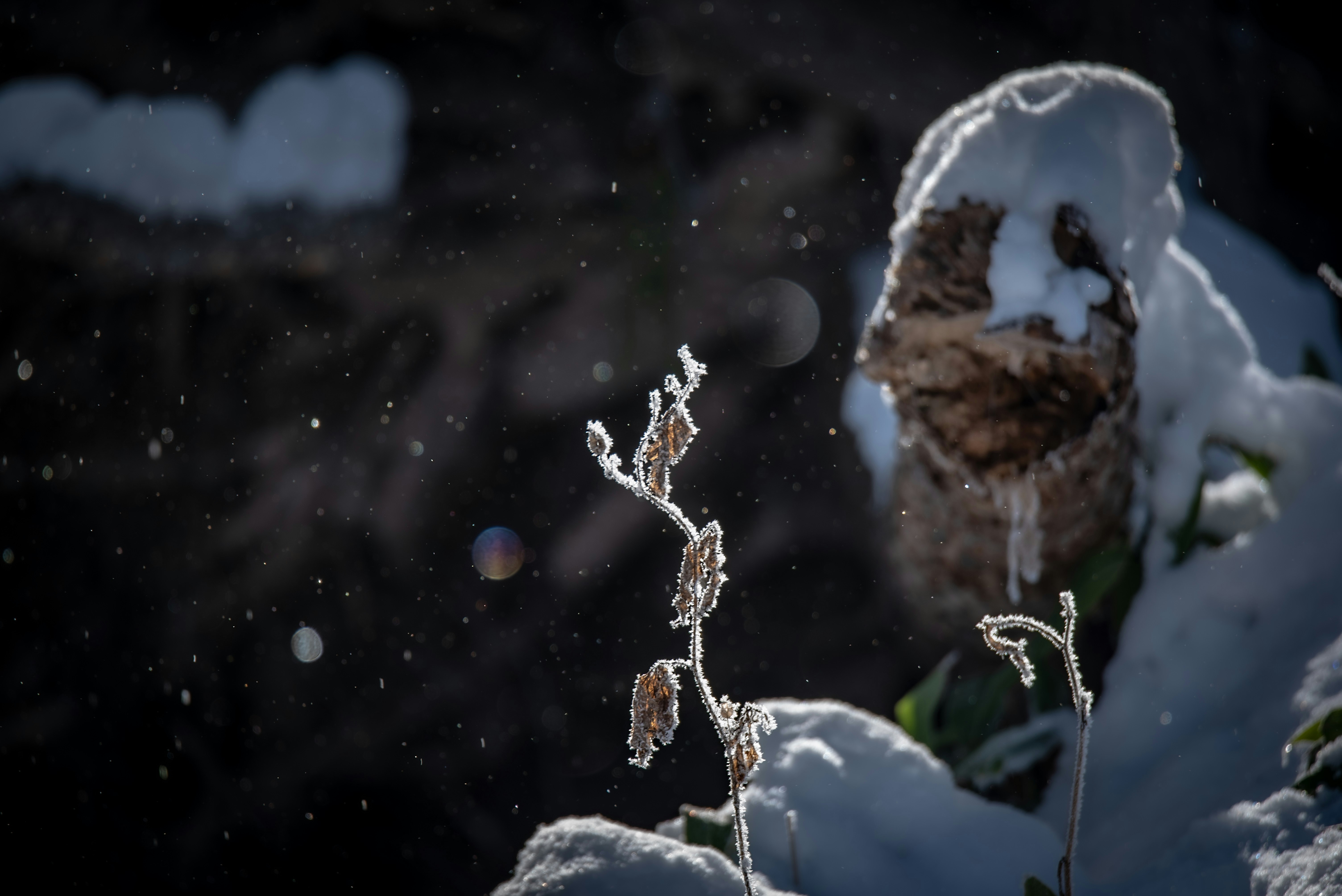 雪の上に立つ枯れ草と霜の粒が舞う夜の情景
