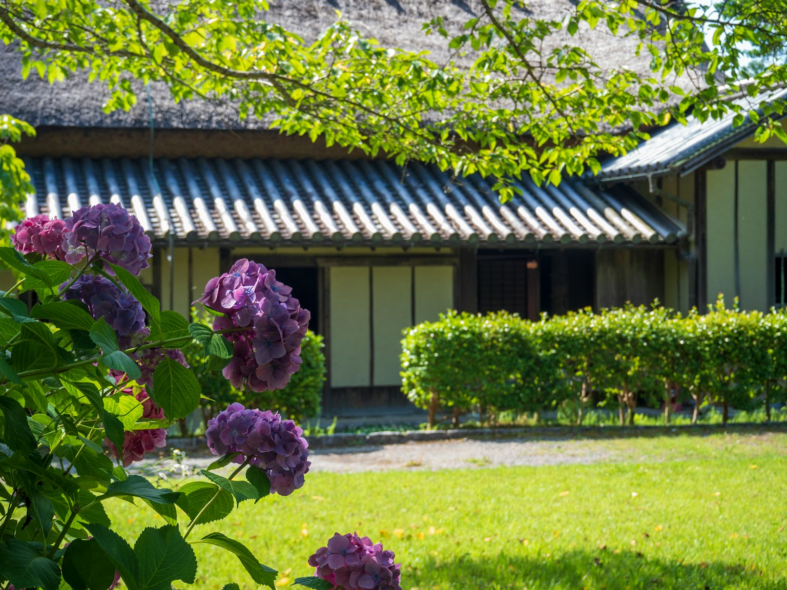 Traditional Japanese house with green garden and purple flowers