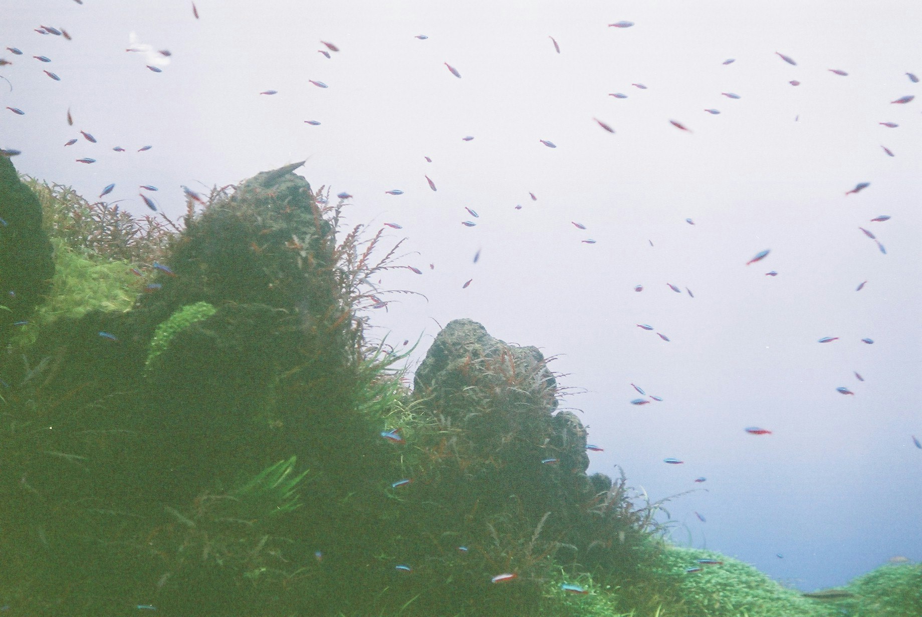 Aves volando sobre un acantilado cubierto de vegetación
