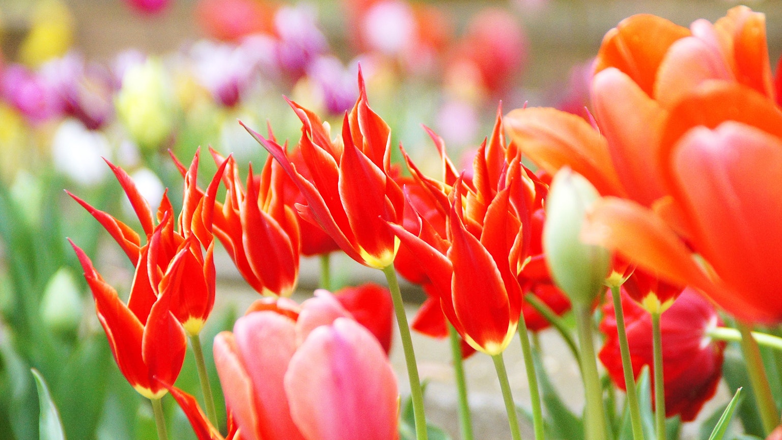 Cận cảnh hoa tulip đỏ rực rỡ giữa những bông hoa đầy màu sắc