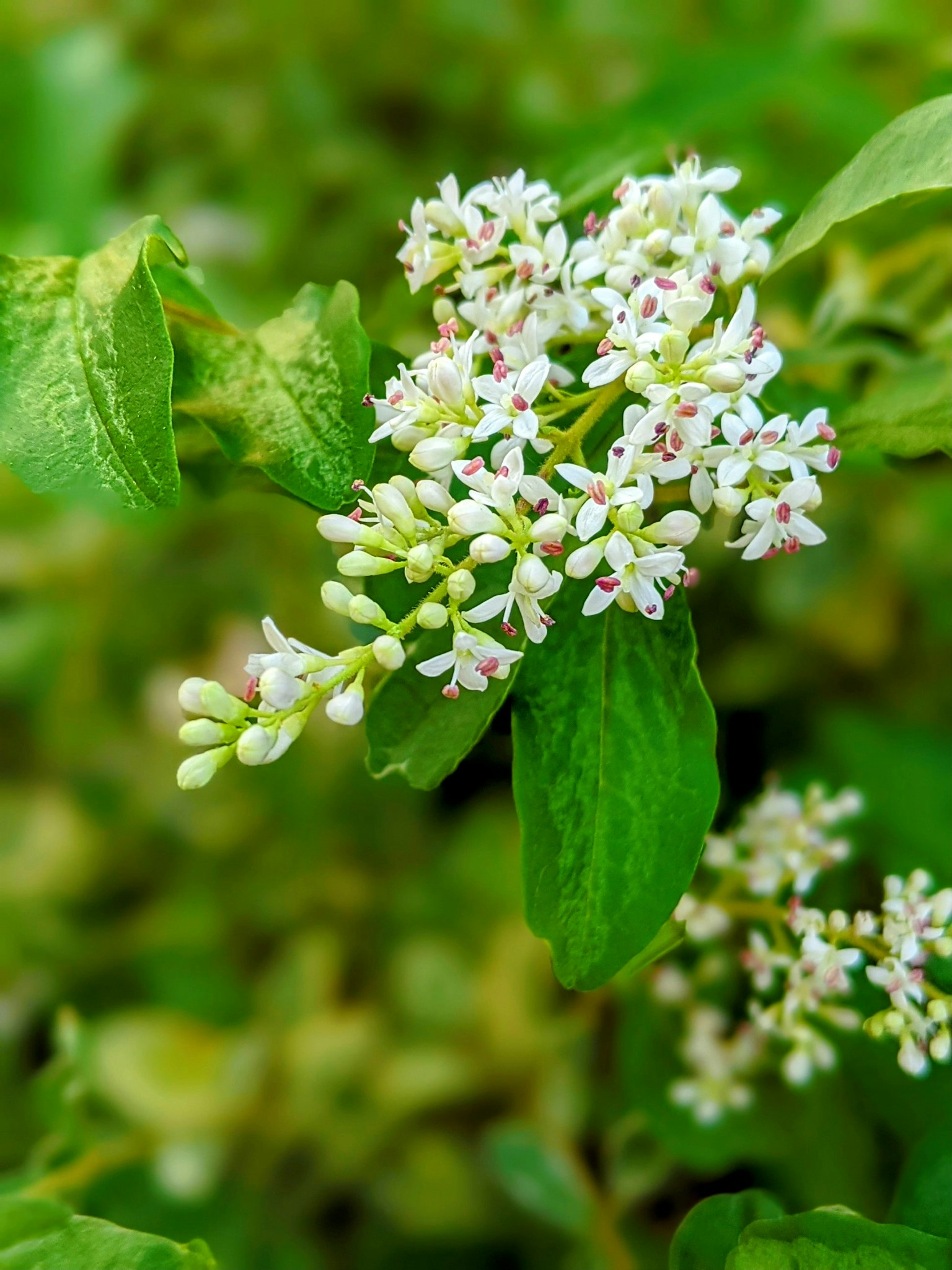 Primo piano di una pianta con piccoli fiori bianchi e foglie verdi