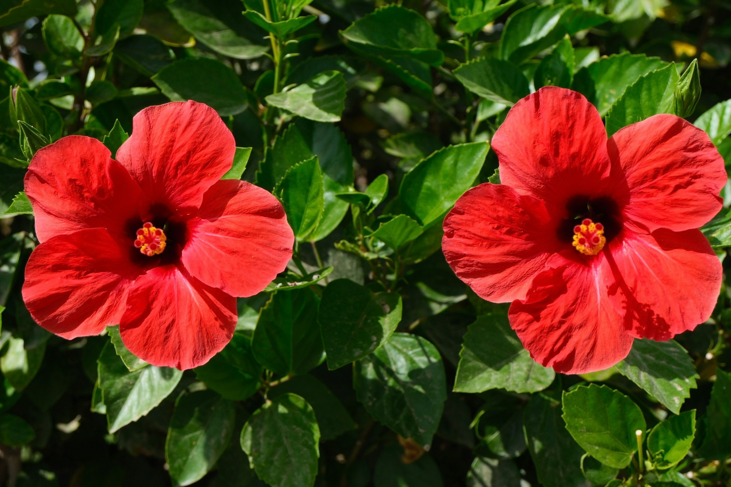 鮮やかな赤いハイビスカスの花が緑の葉に囲まれて咲いている