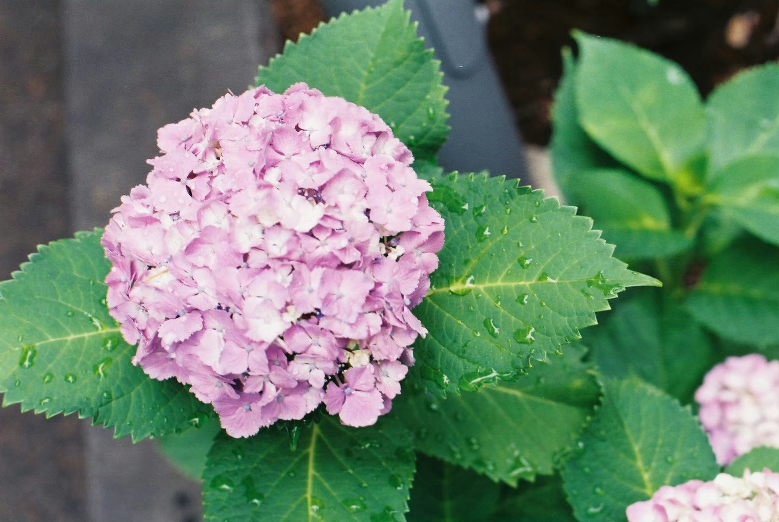 ピンクのアジサイの花と緑の葉