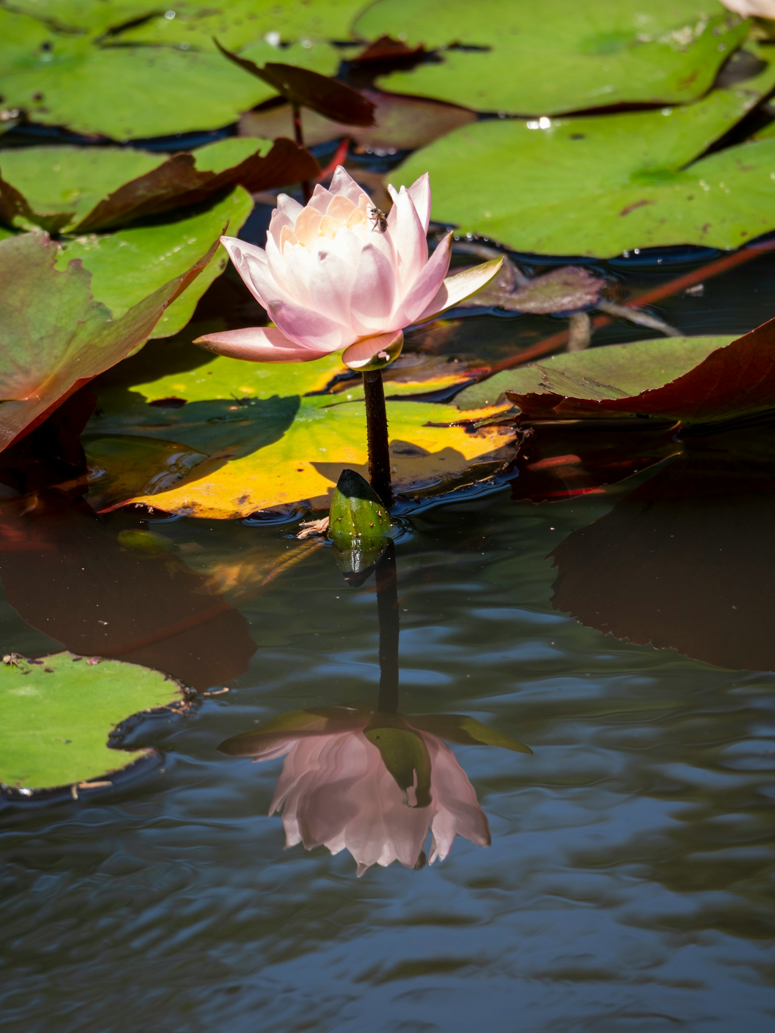Hermosa flor de loto flotando sobre el agua con hojas verdes