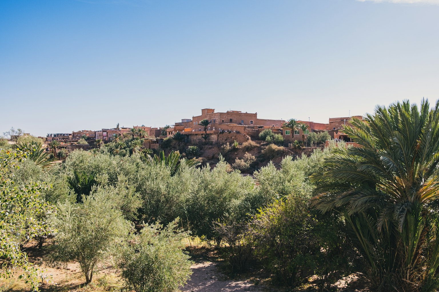Paisaje de un pueblo con olivos y palmeras bajo un cielo azul claro