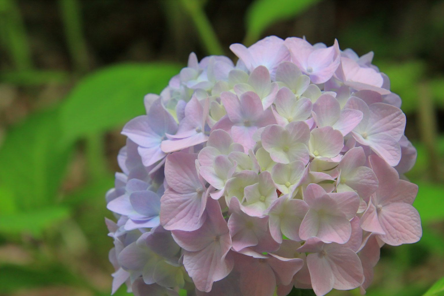 Acercamiento de una flor de hortensia en suaves tonos rosa y verde