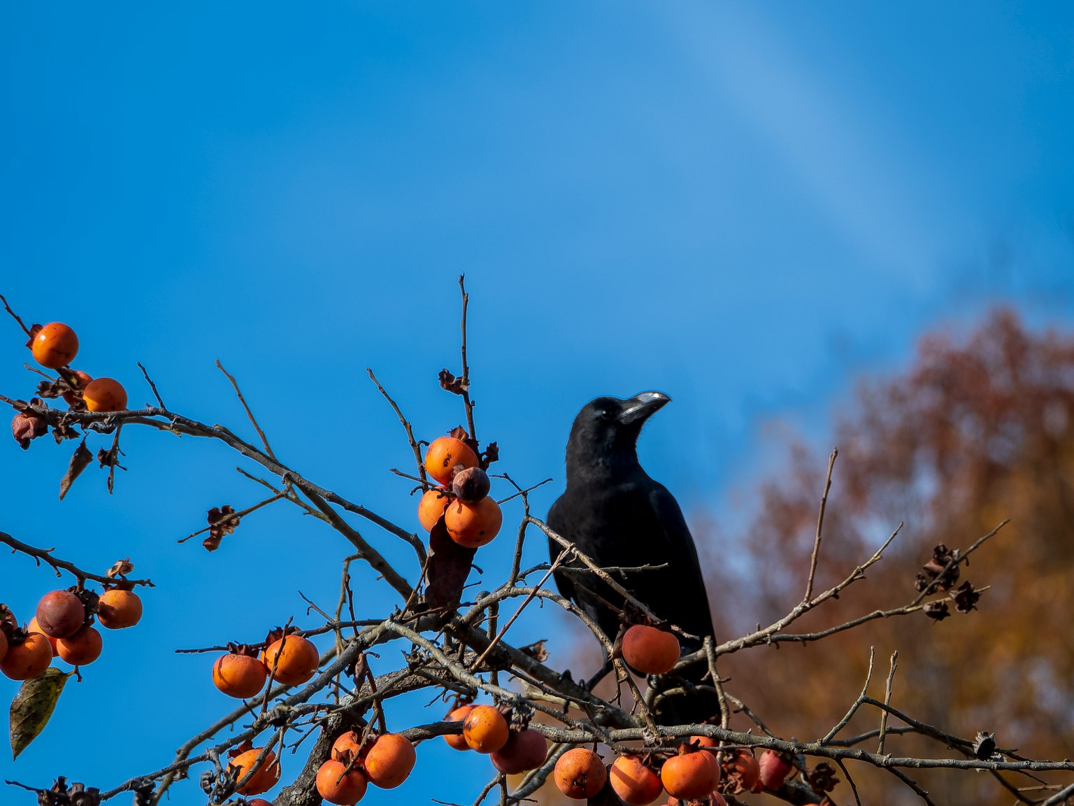 Un cuervo negro posado en una rama de árbol con fruta naranja contra un cielo azul