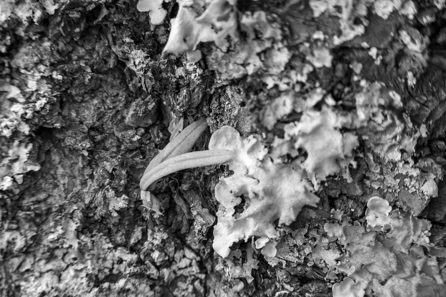 Imagen en blanco y negro de musgo y un lagarto en la corteza de un árbol