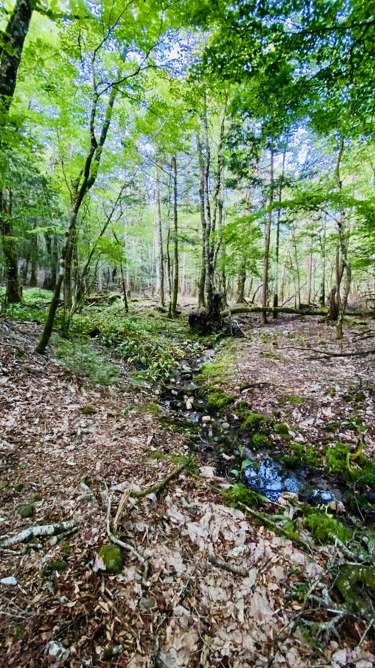 Forêt verdoyante avec un ruisseau et un chemin en terre