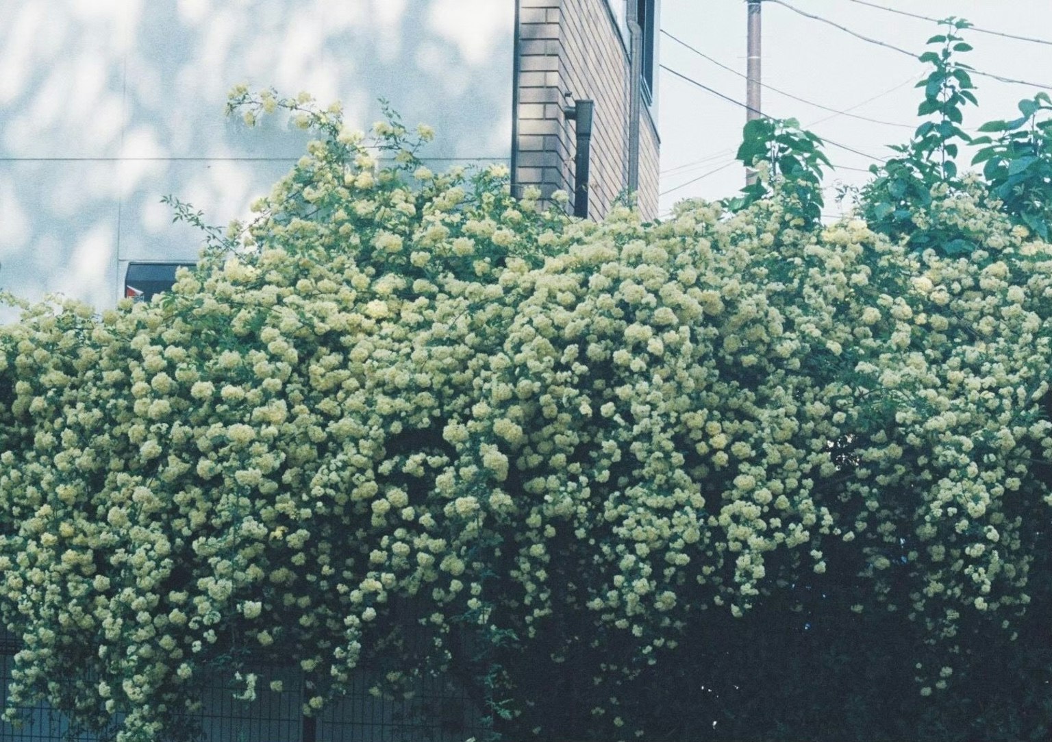 一株郁郁蔥蔥的綠色花藤垂掛在牆上