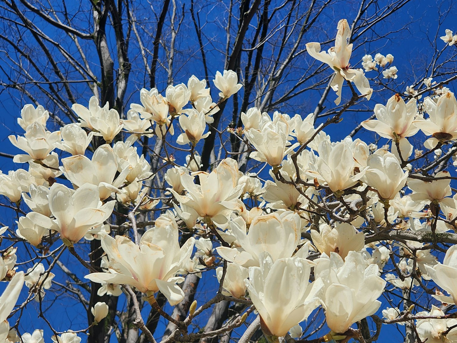 A magnolia tree in full bloom with white flowers under a blue sky