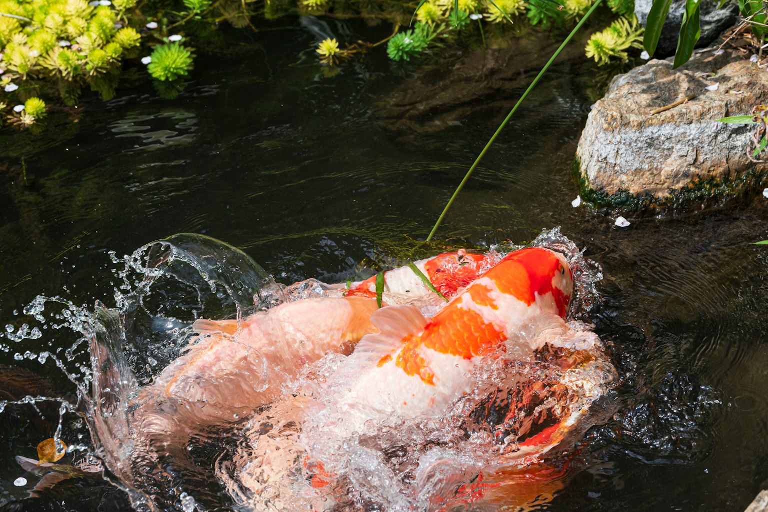 Poisson koi sautant dans l'eau avec des couleurs vives et des éclaboussures