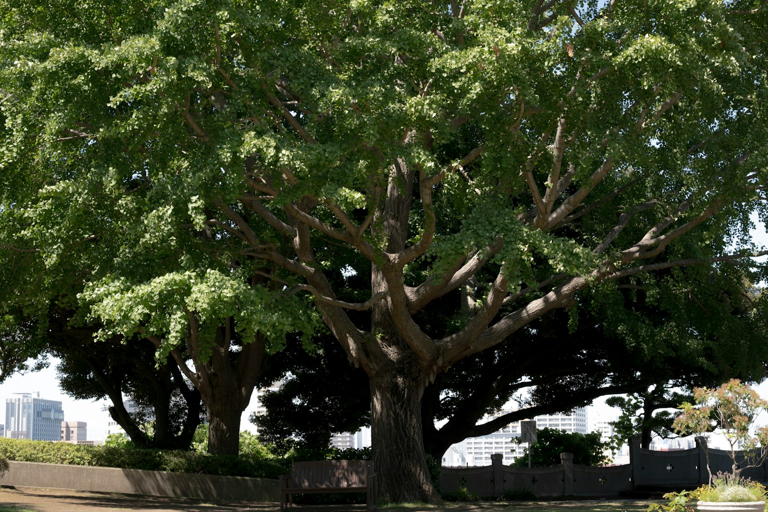 Alberi verdi lussureggianti in un parco