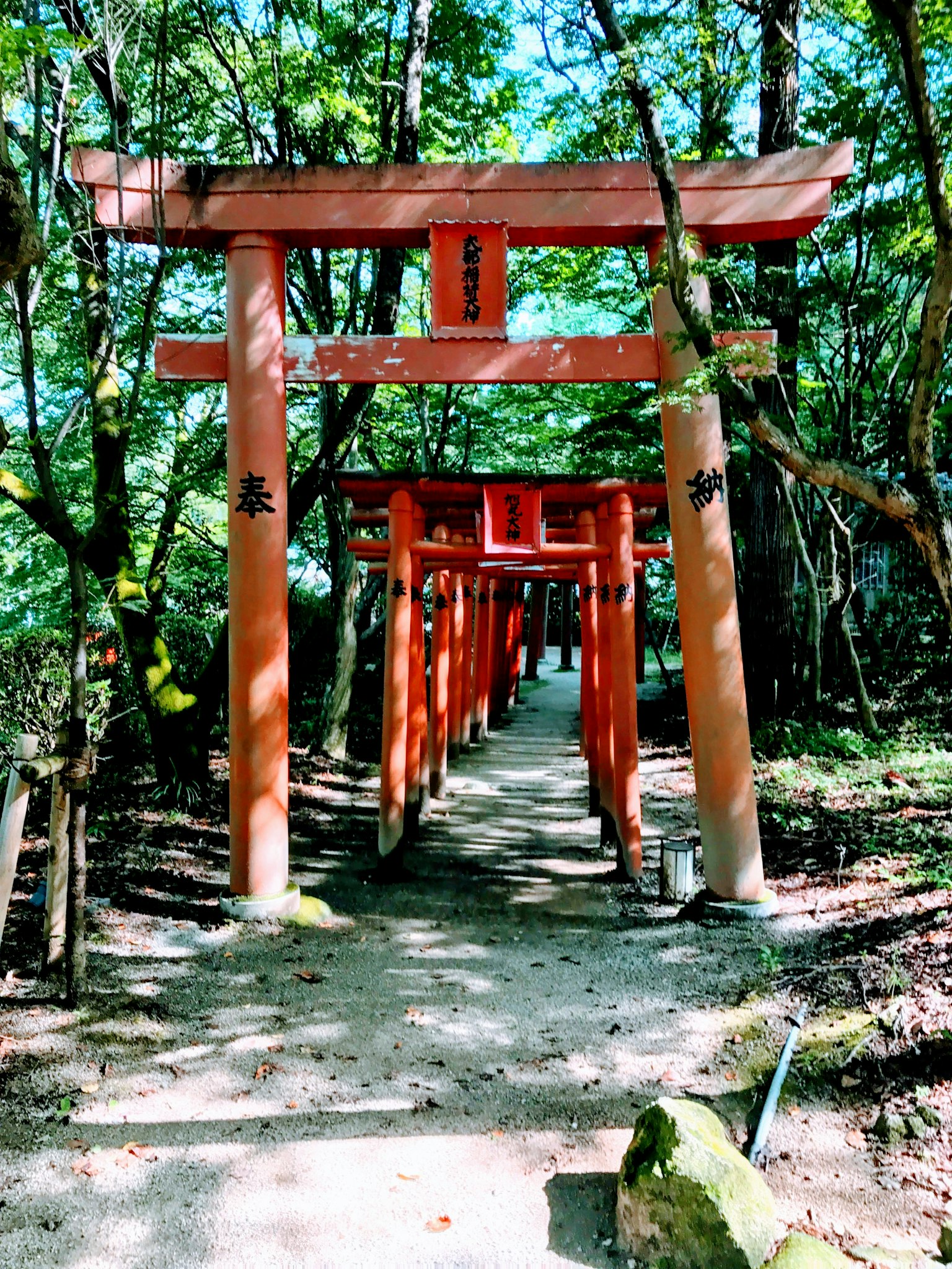 綠意盎然的森林中排列著紅色鳥居的步道