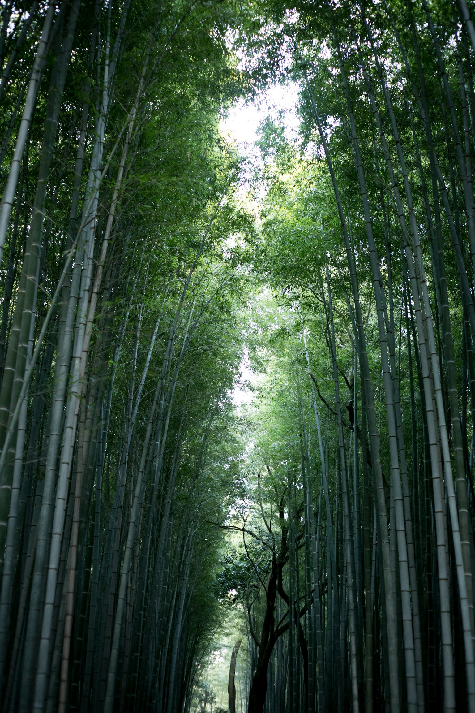Alti steli di bambù in una foresta verde lussureggiante con luce che filtra attraverso la chioma